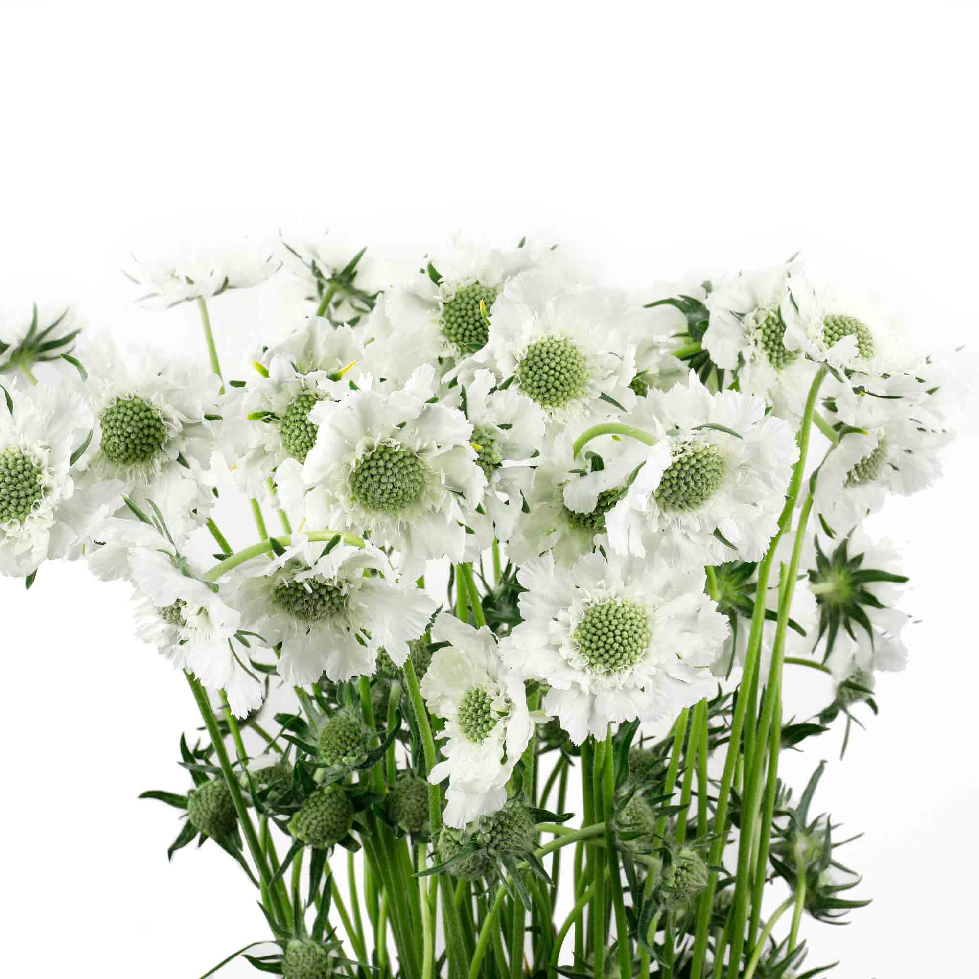 Scabieuse blanche (10 tiges)