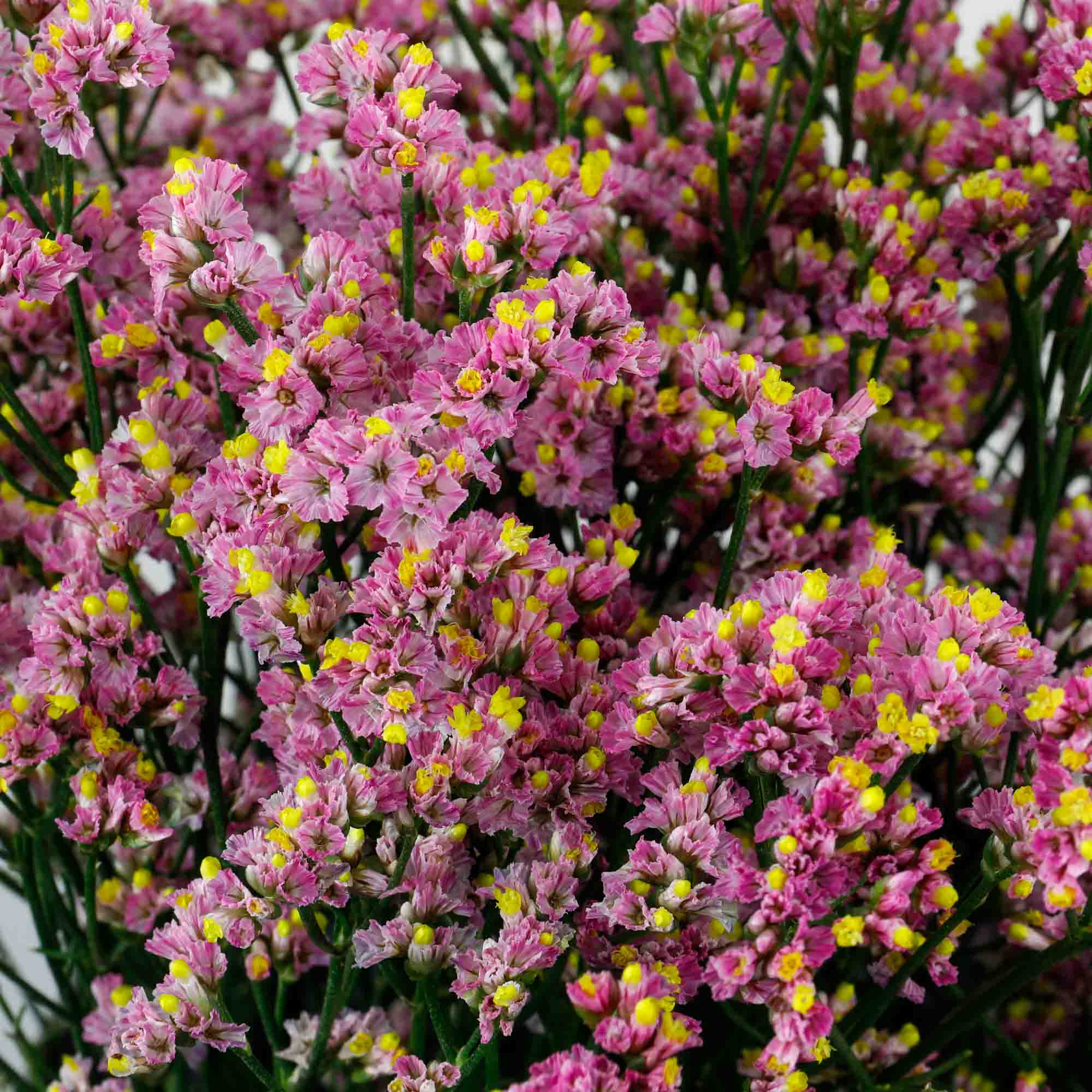 Limonium rose "Anouchka" (10 tiges)