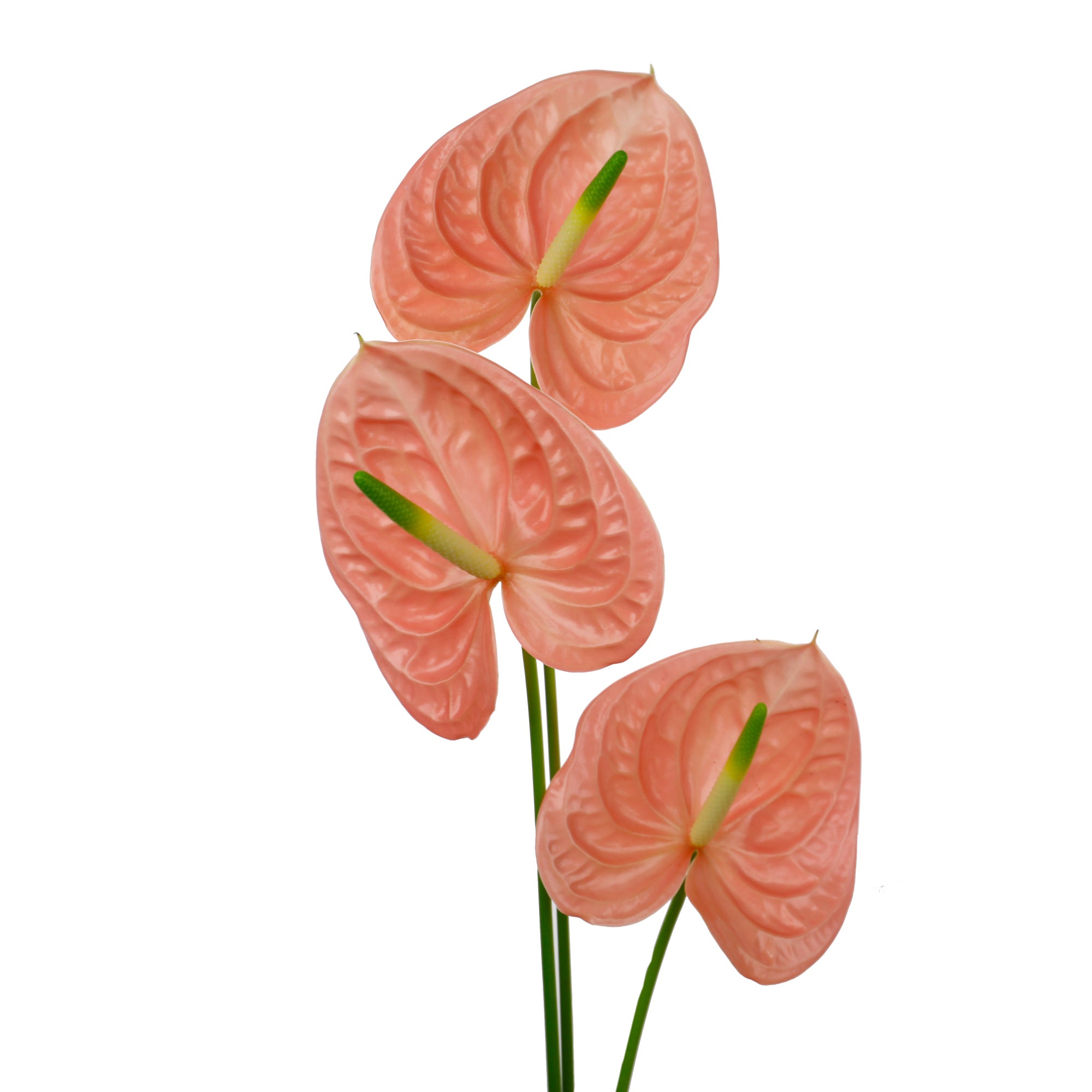 Anthurium rose (10 tiges)