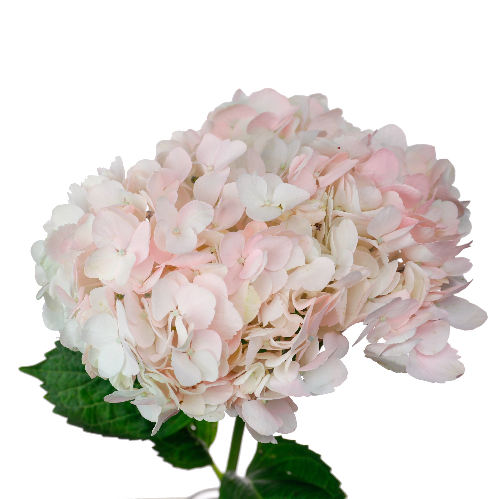 Hortensia rose pâle (5 tiges)