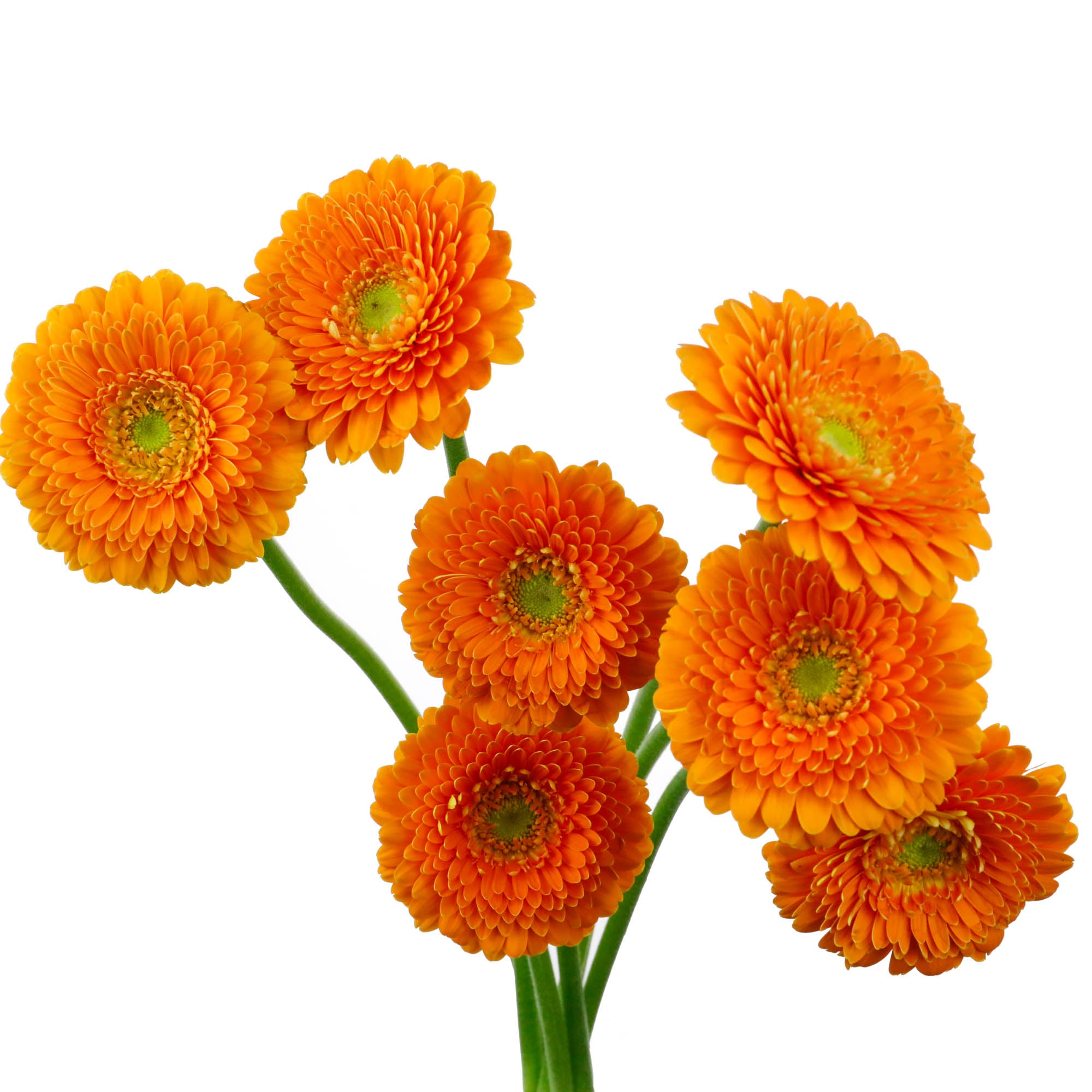 Germini pompon orange (25 tiges)