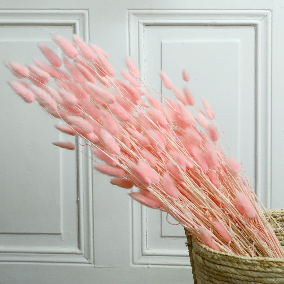Lagarus rose pâle (100g)