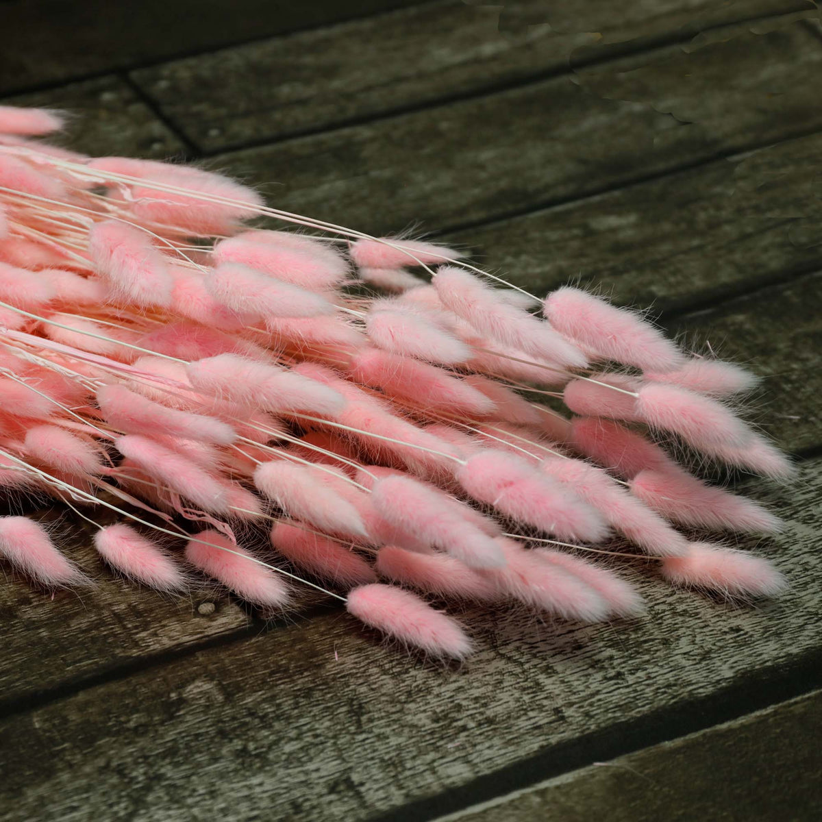 Lagarus rose pâle (100g)
