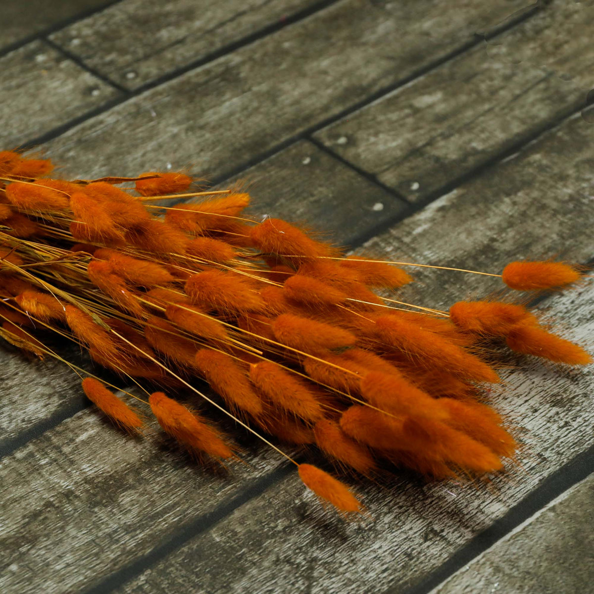 Lagarus terracotta (100g)