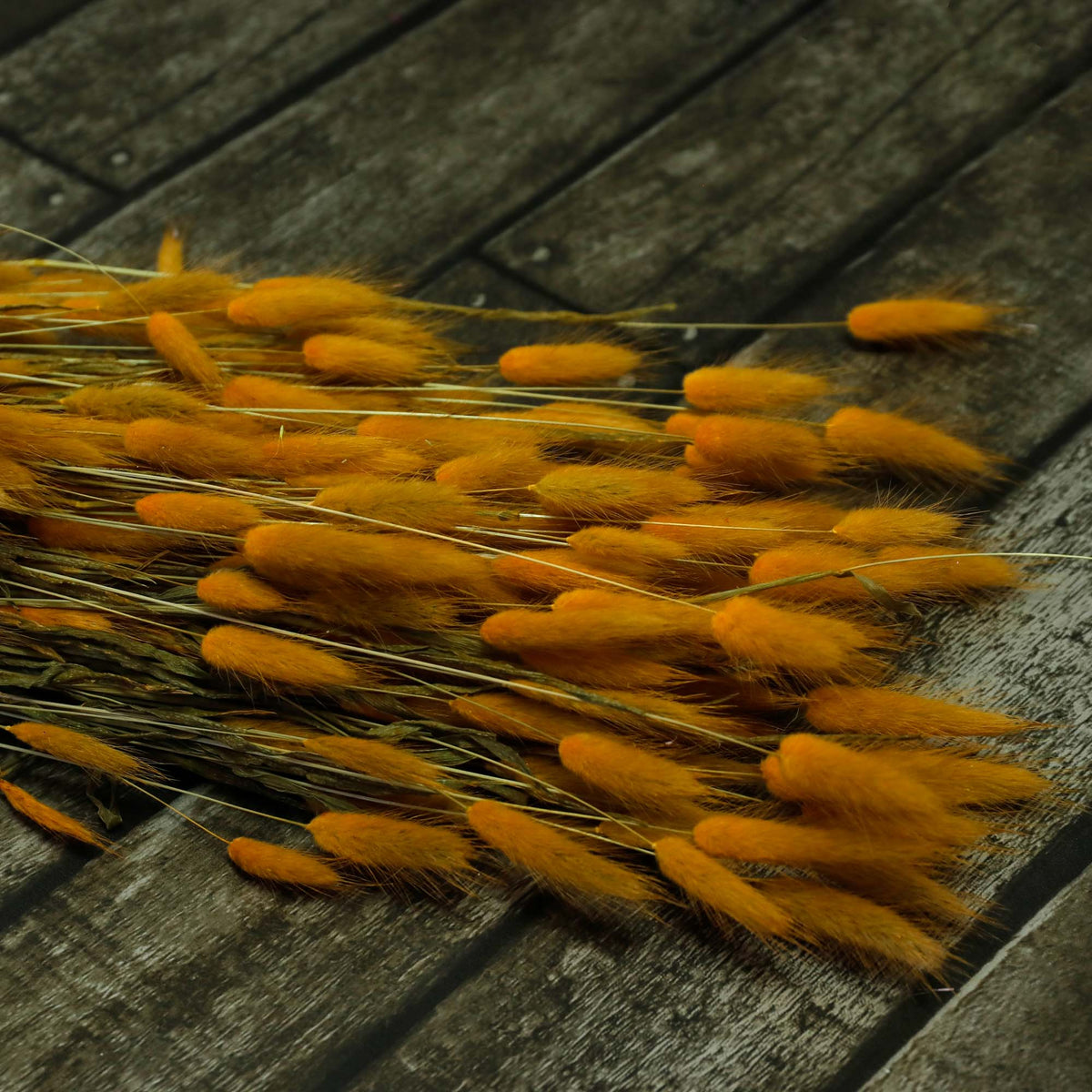 Lagarus orange (100g)