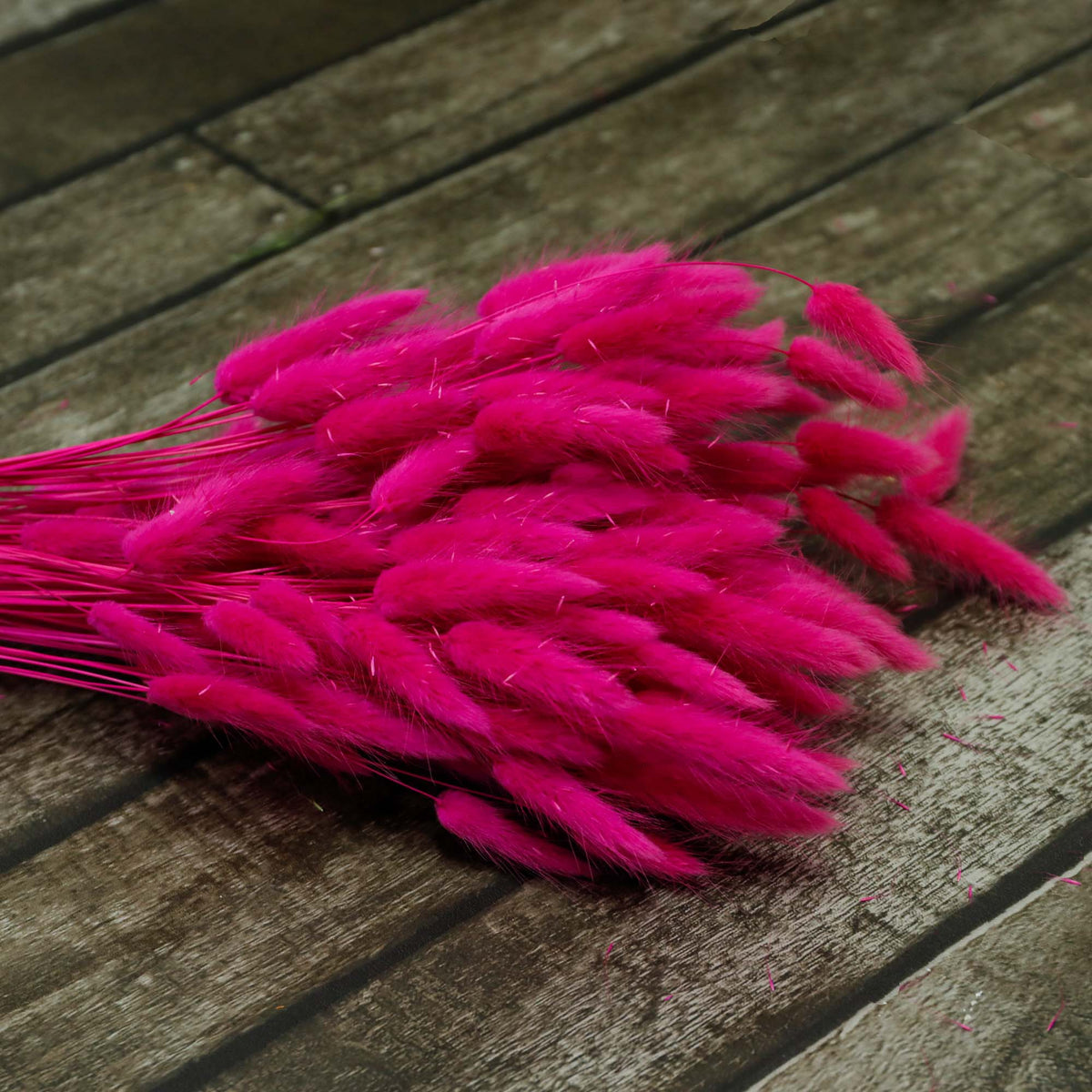 Lagarus fuchsia (100g)