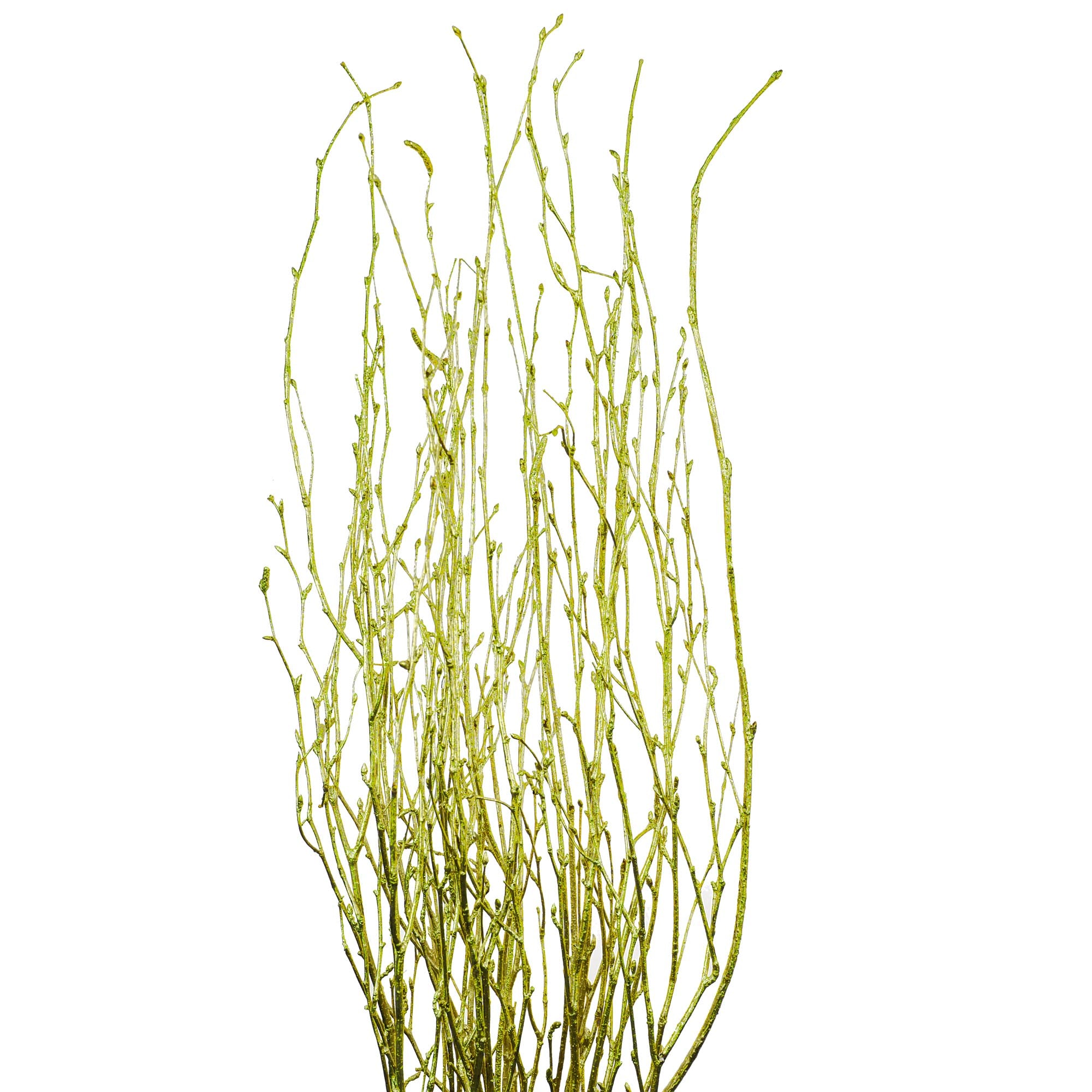 Betula doré (10 tiges)