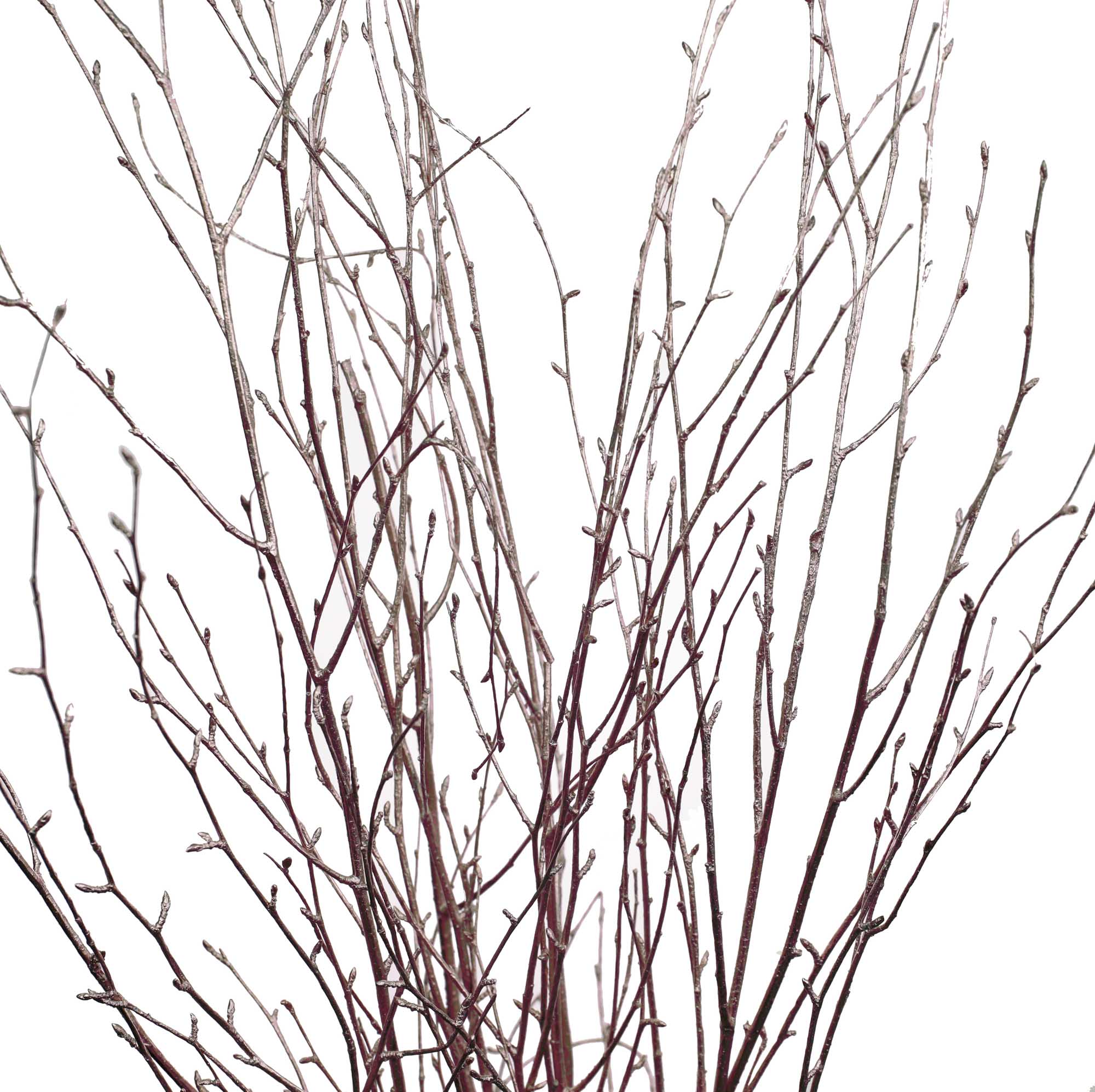 Betula rose doré (10 tiges)