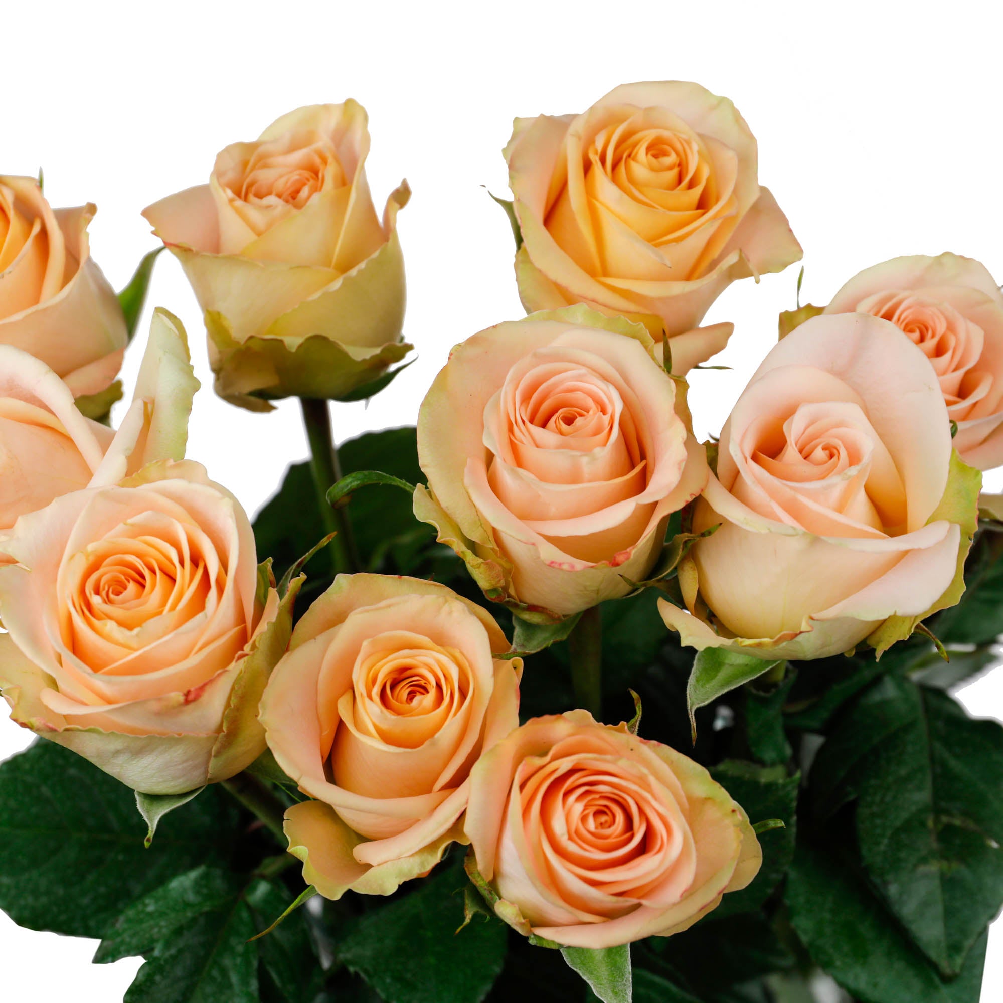 Rose Tiffany (10 tiges)