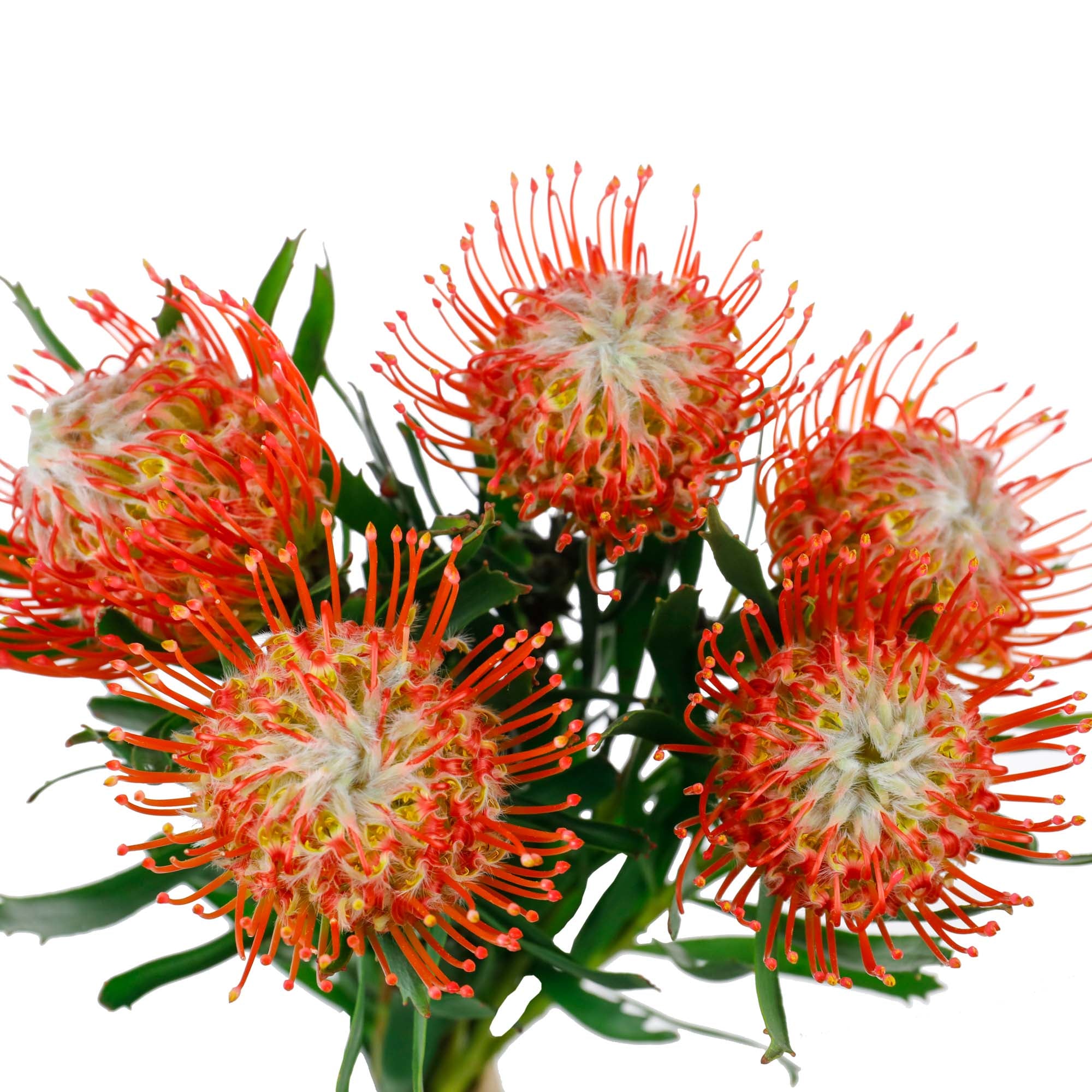 Nutans rouge (10 tiges)