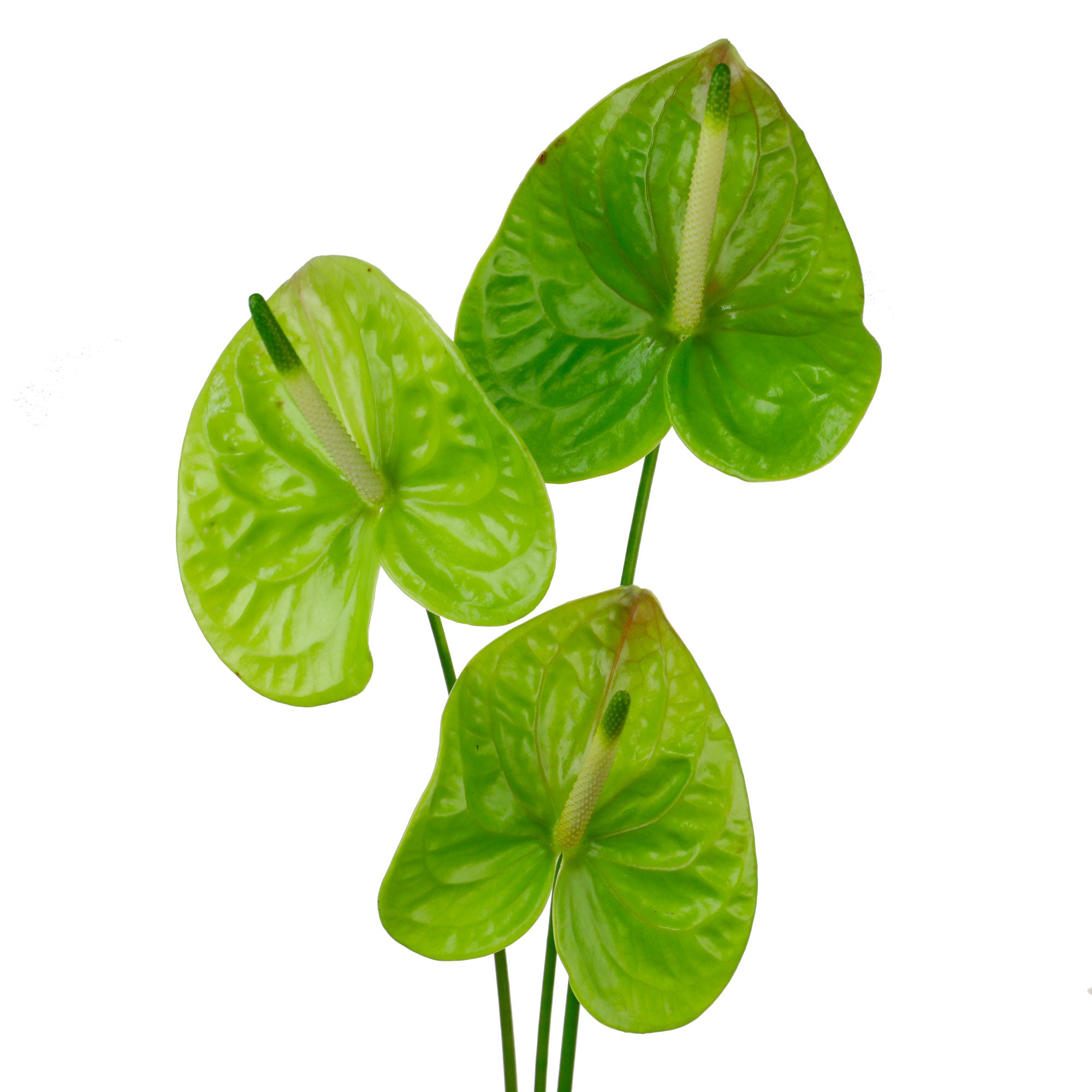 Anthurium vert (10 tiges)