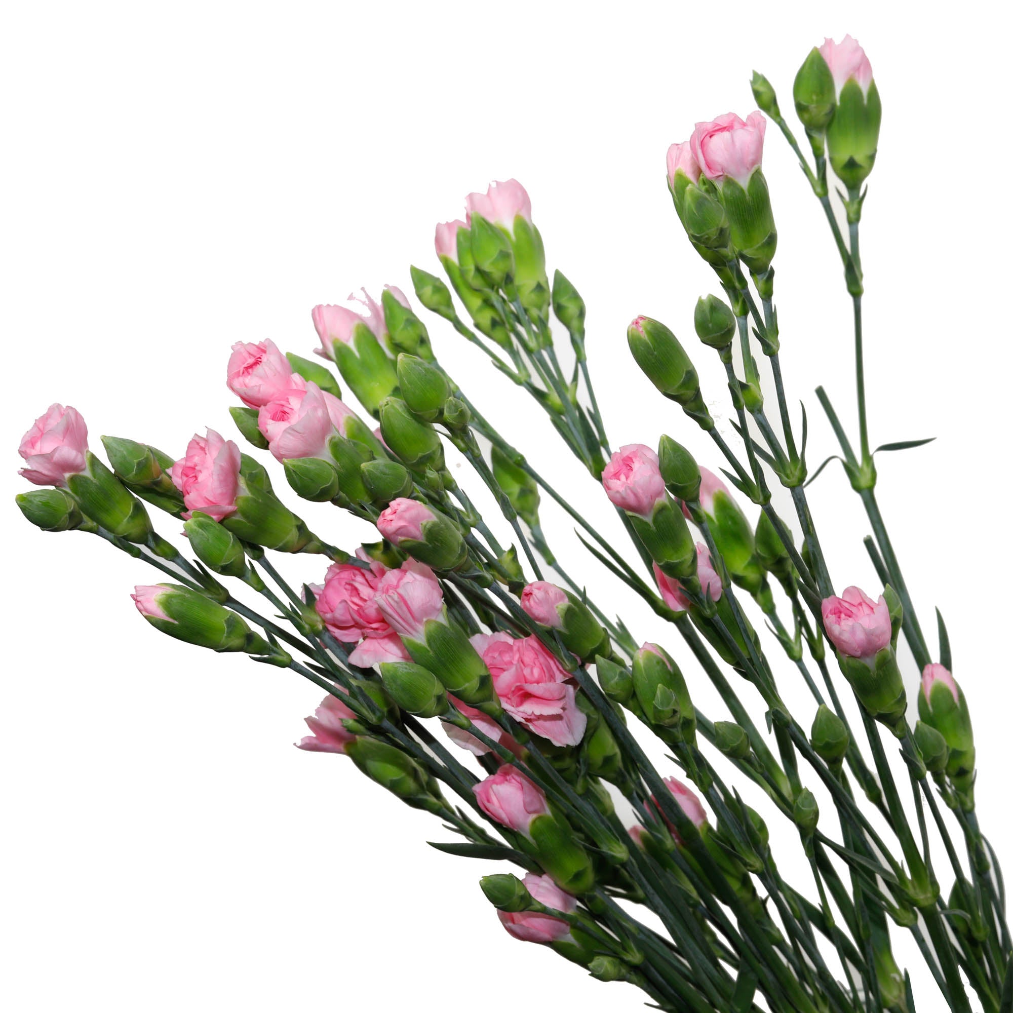 Mini Oeillet rose (10 tiges)