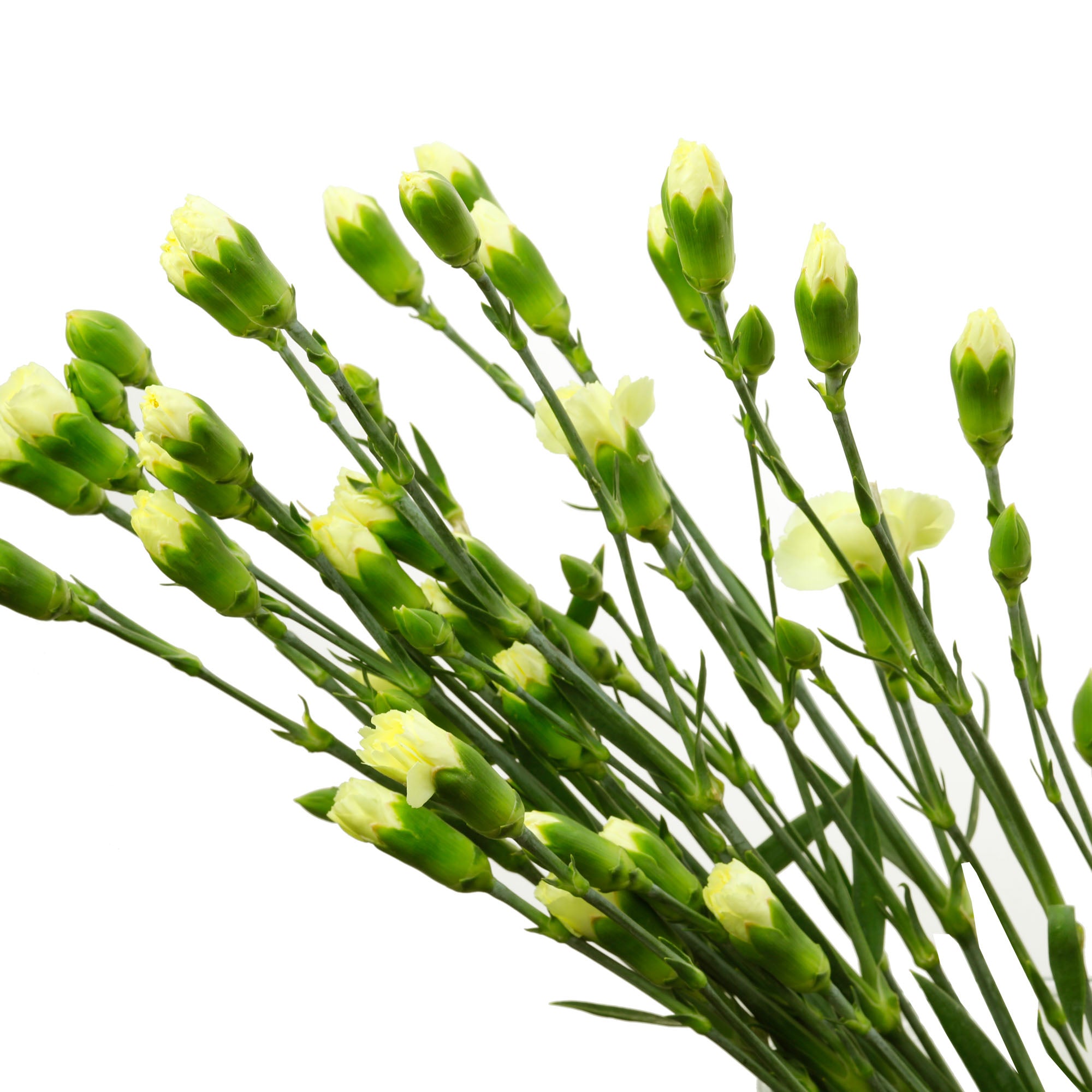Mini oeillet jaune (10 tiges)