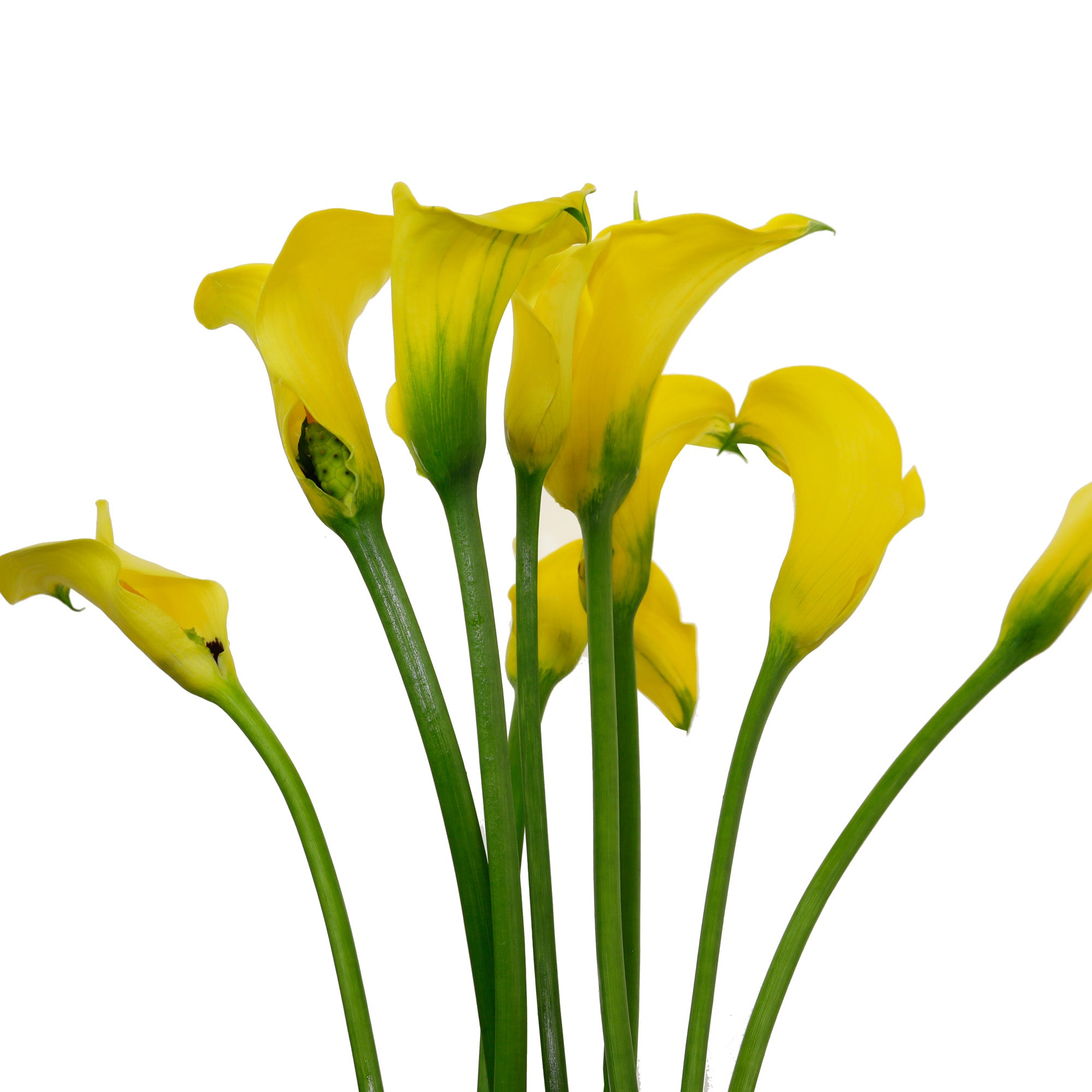 Callas jaune (10 tiges)