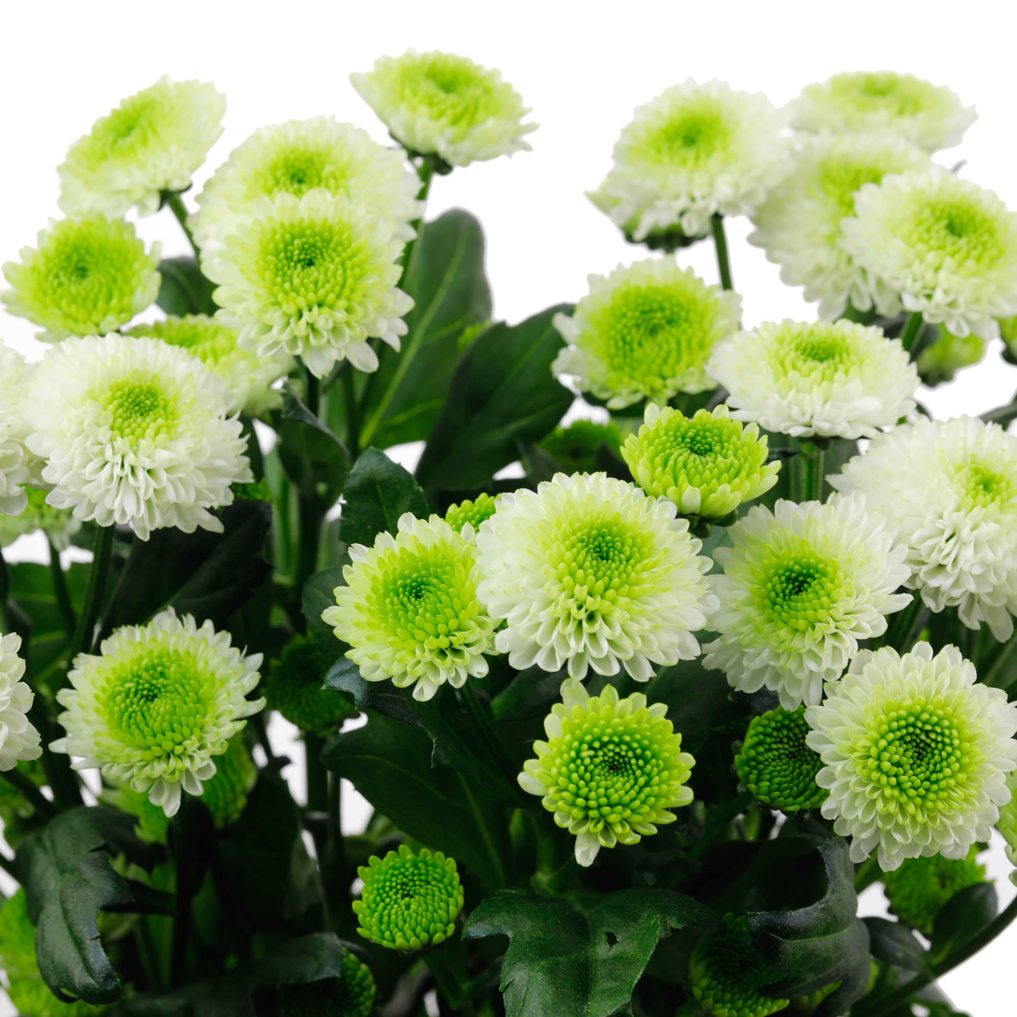Santini blanc (10 tiges)