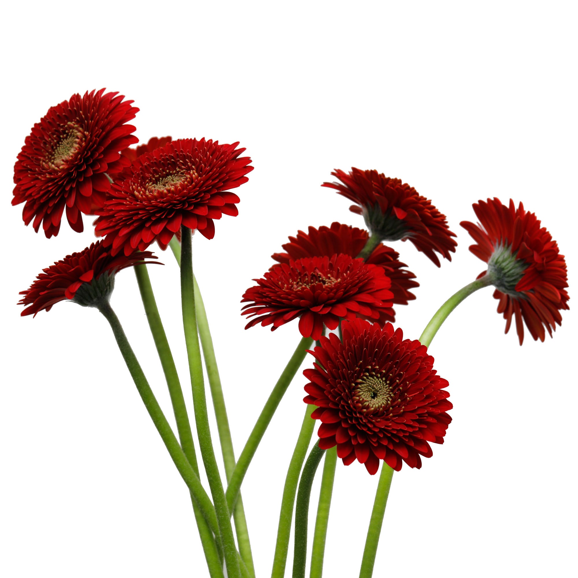 Germini Pompon bordeaux (20 tiges)