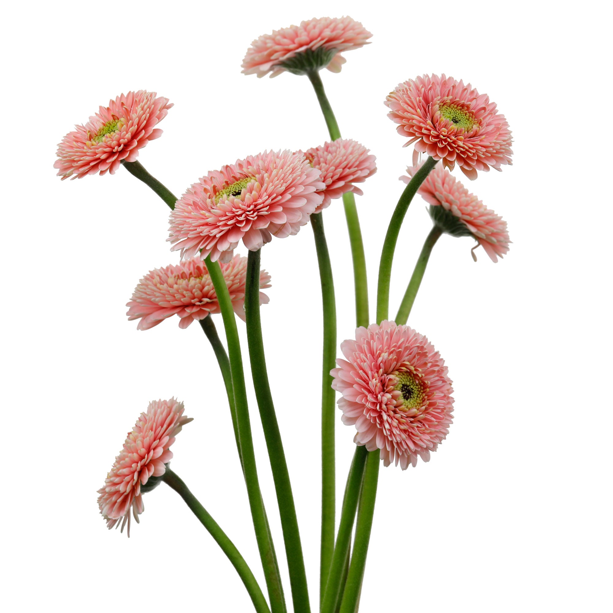 Germini pompon rose (20 tiges)