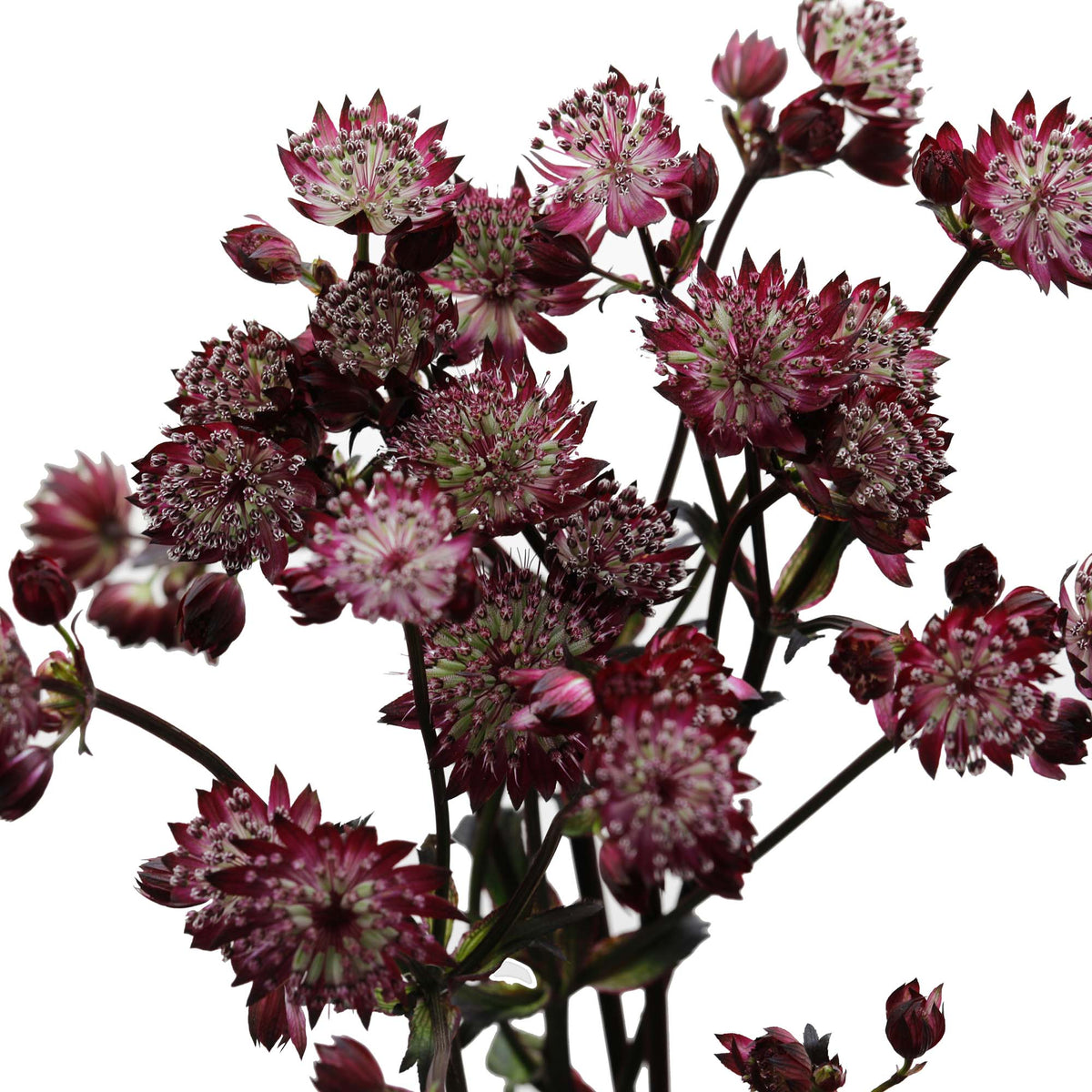 Astrantia bordeaux (10 tiges)