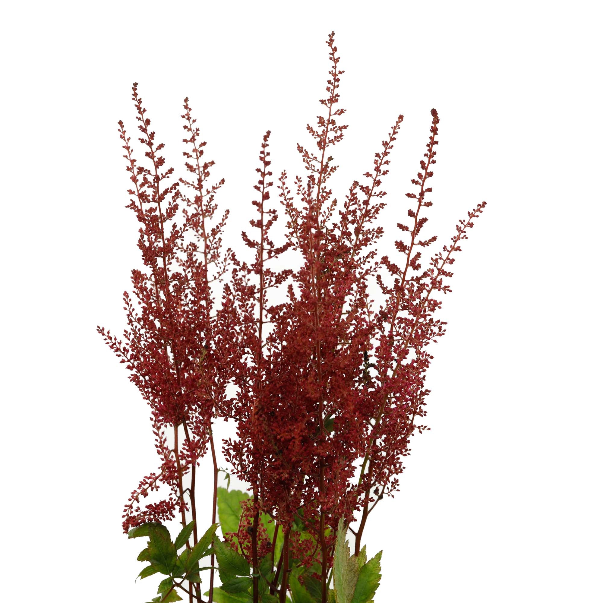 Astilbe bordeaux (10 tiges)