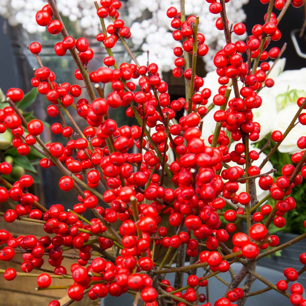 Ilex rouge 40/50 cm (5 tiges)