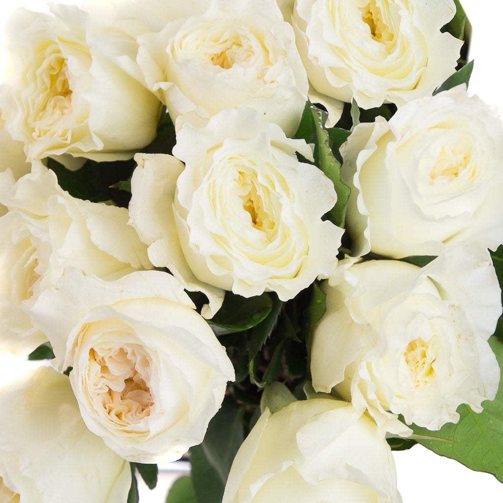 Rose de jardin parfumée (12 tiges)