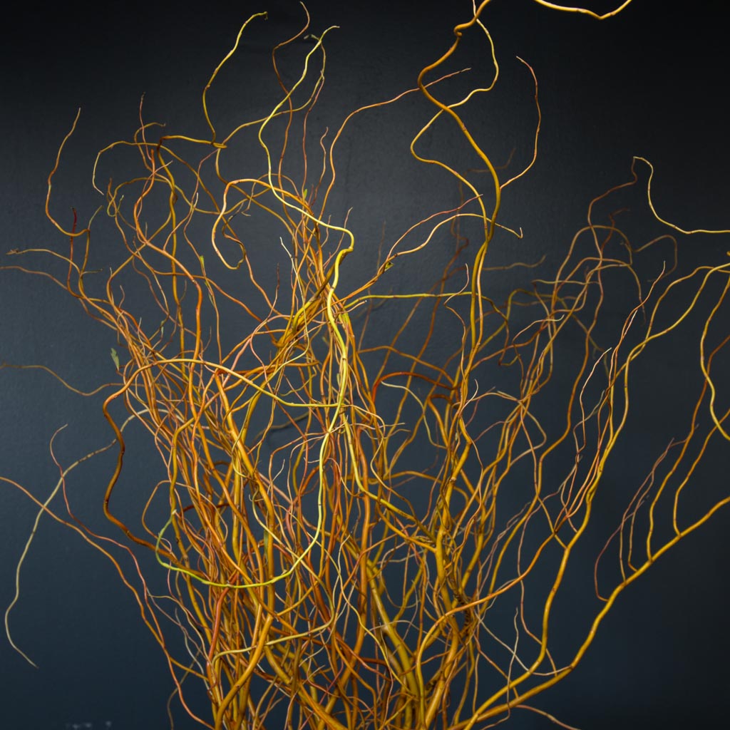 Couronne de saule tortueux à décorer