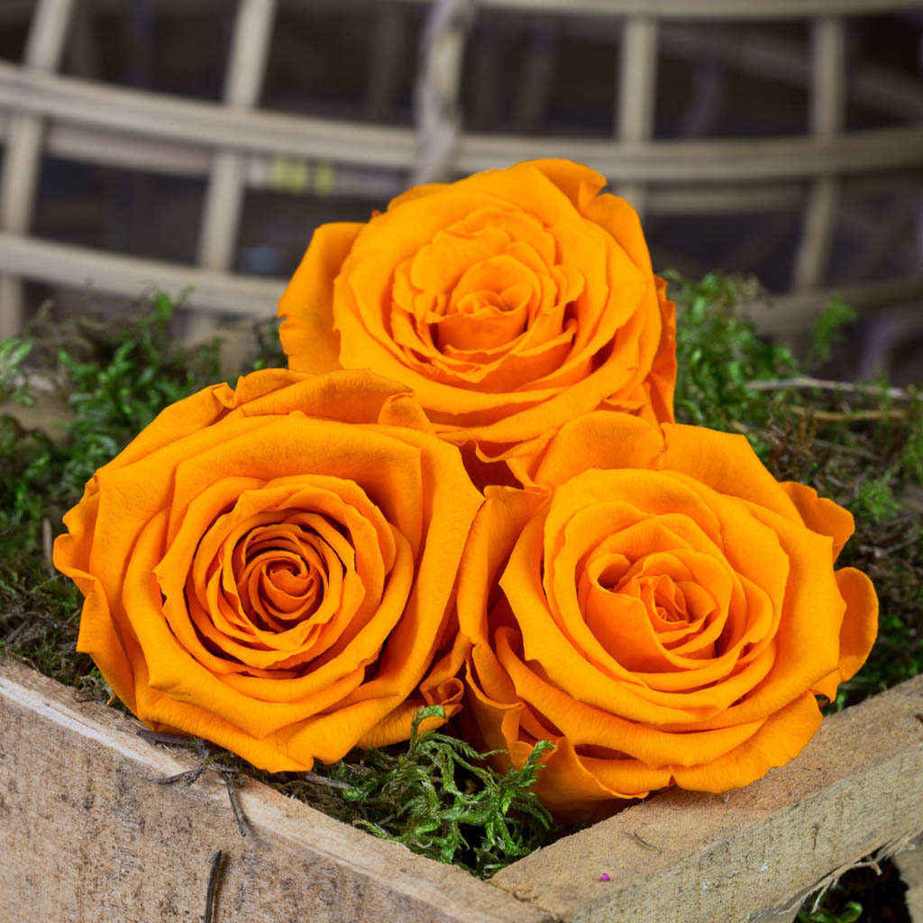 Roses naturelles stabilisées (par 6)