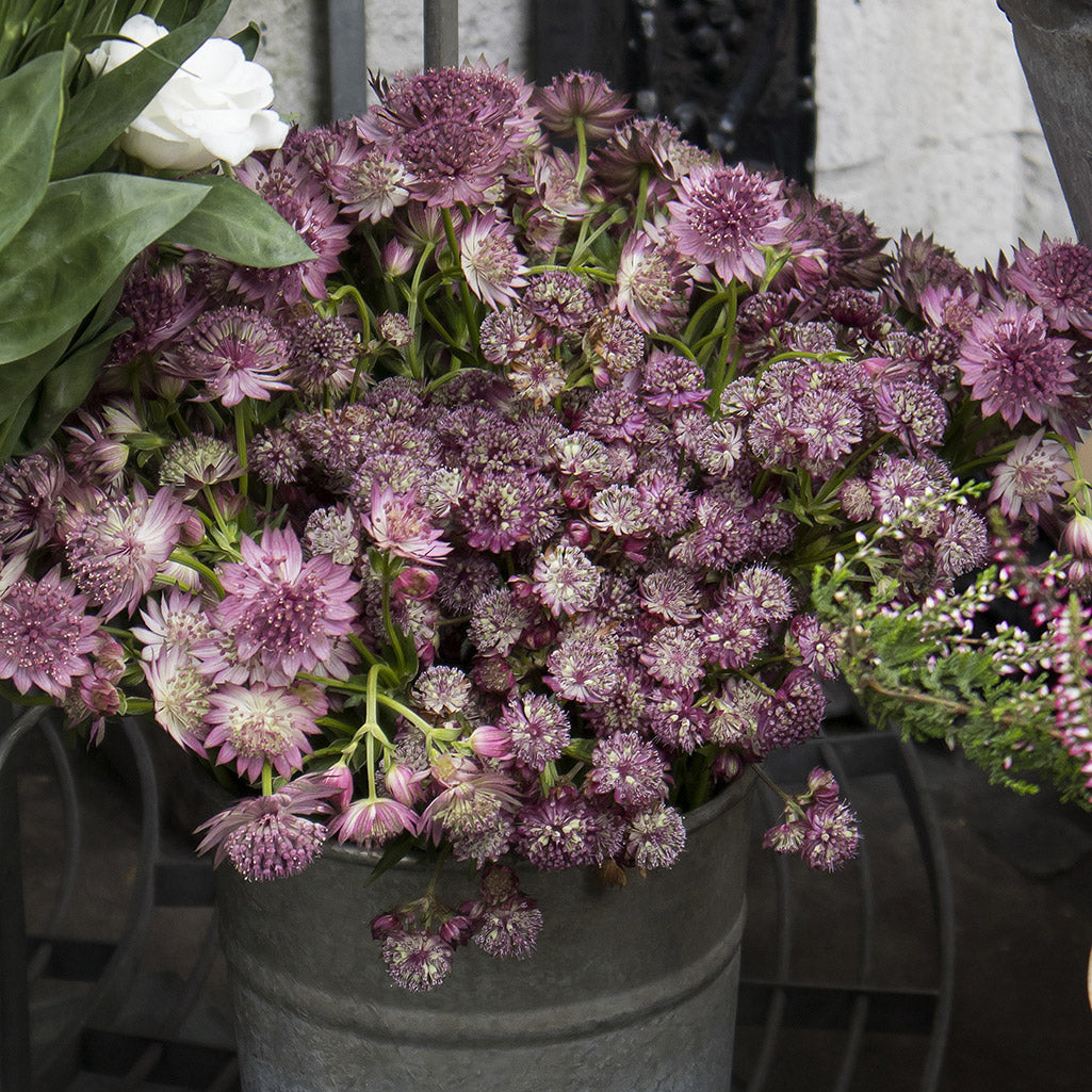 Astrantia rose