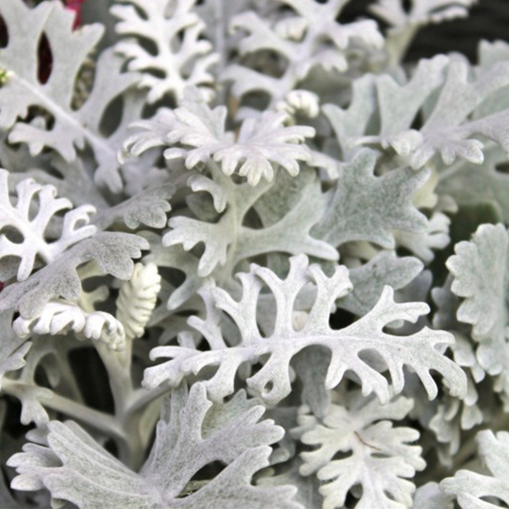 Cinéraire maritime (10 tiges)