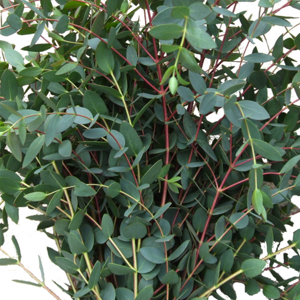 Eucalyptus Parvifolia