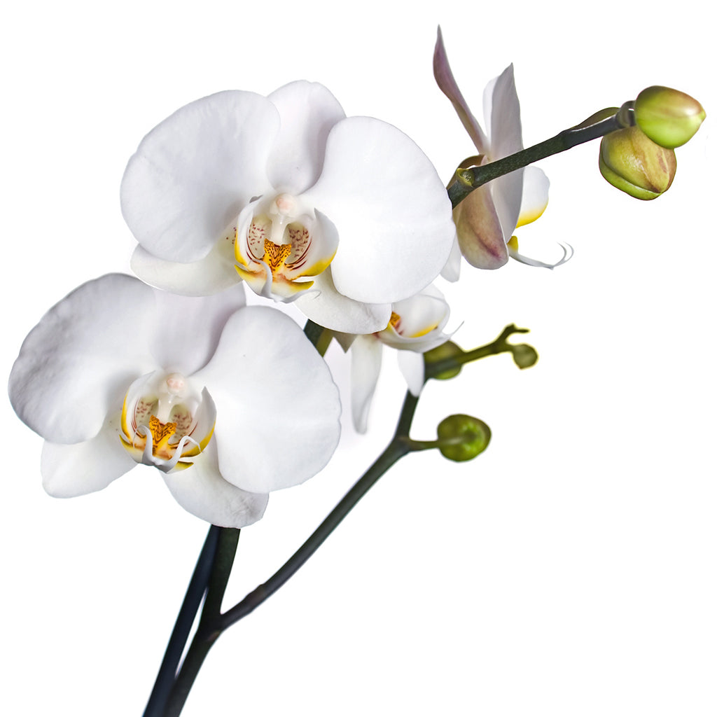 Orchidée 2 branches en pot (par 10)