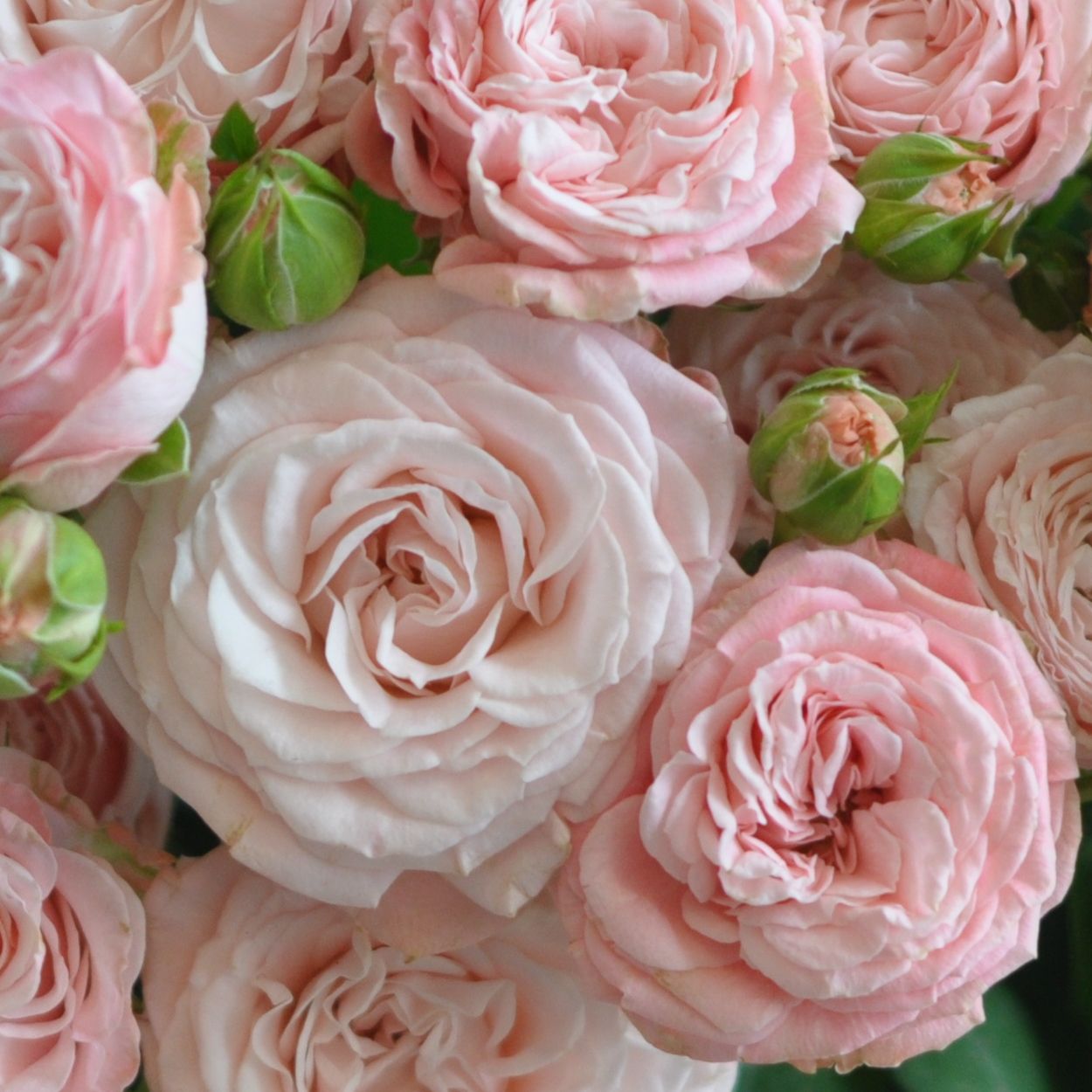 Rose branchue Bombastic (10 tiges)