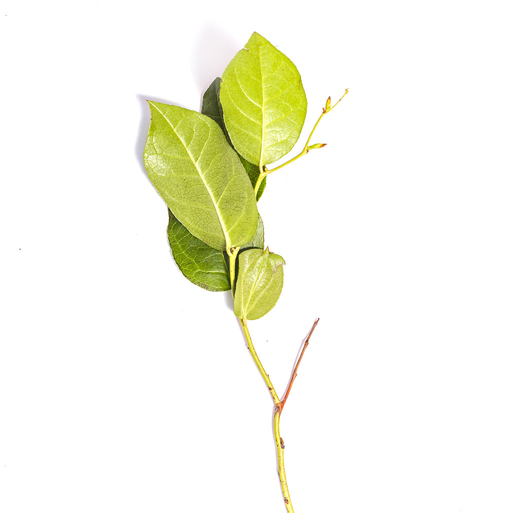 Salal (10 tiges)