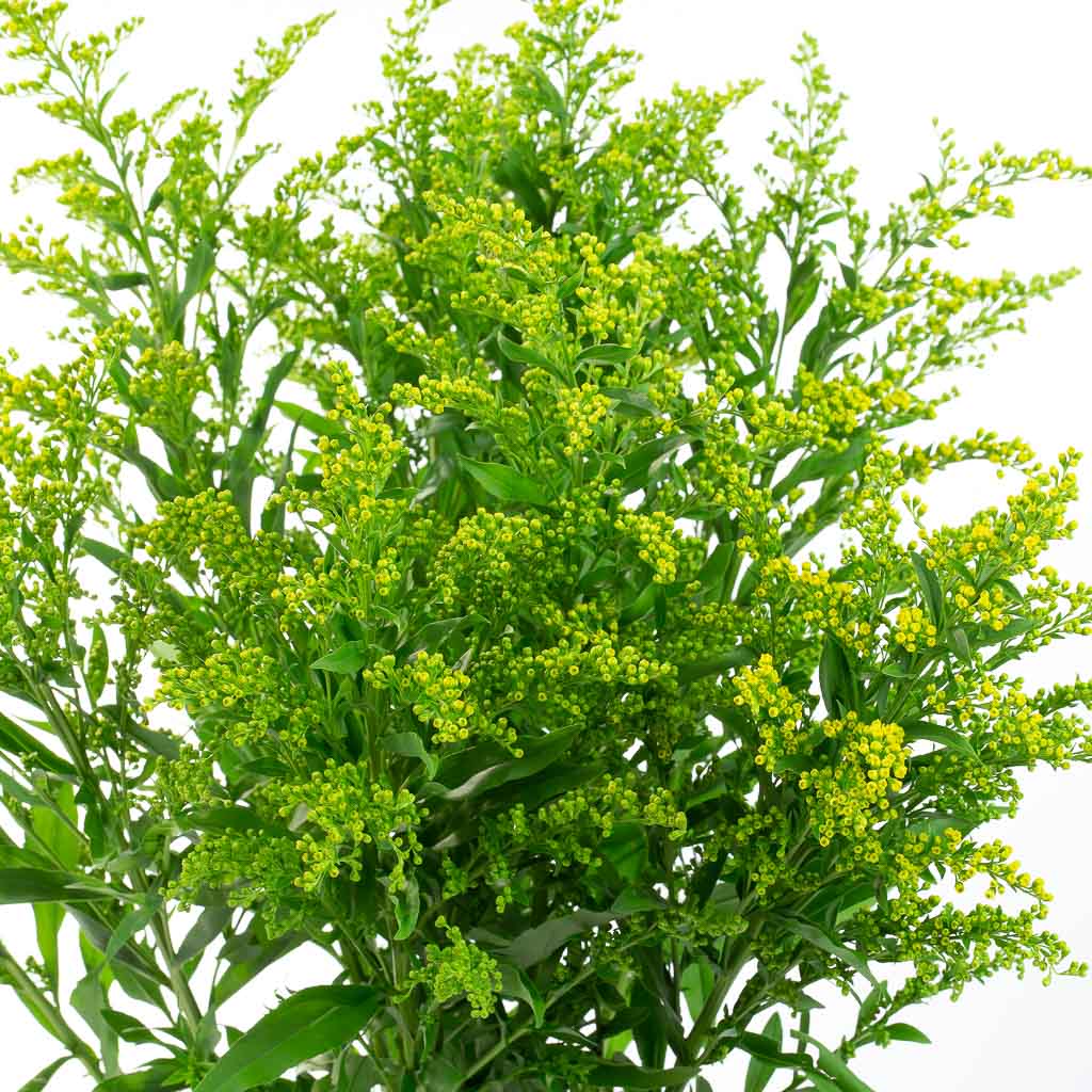 Solidago (10 tiges)