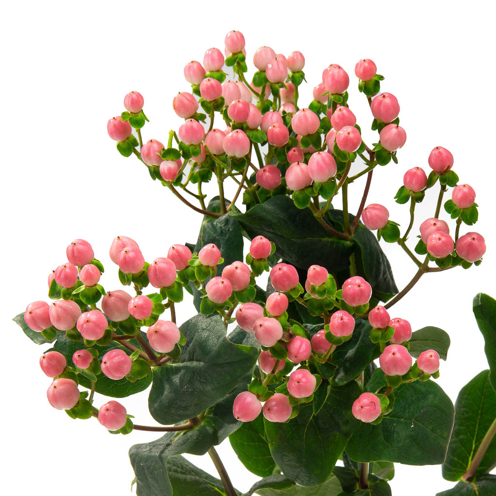 Hypericum rose (10 tiges)