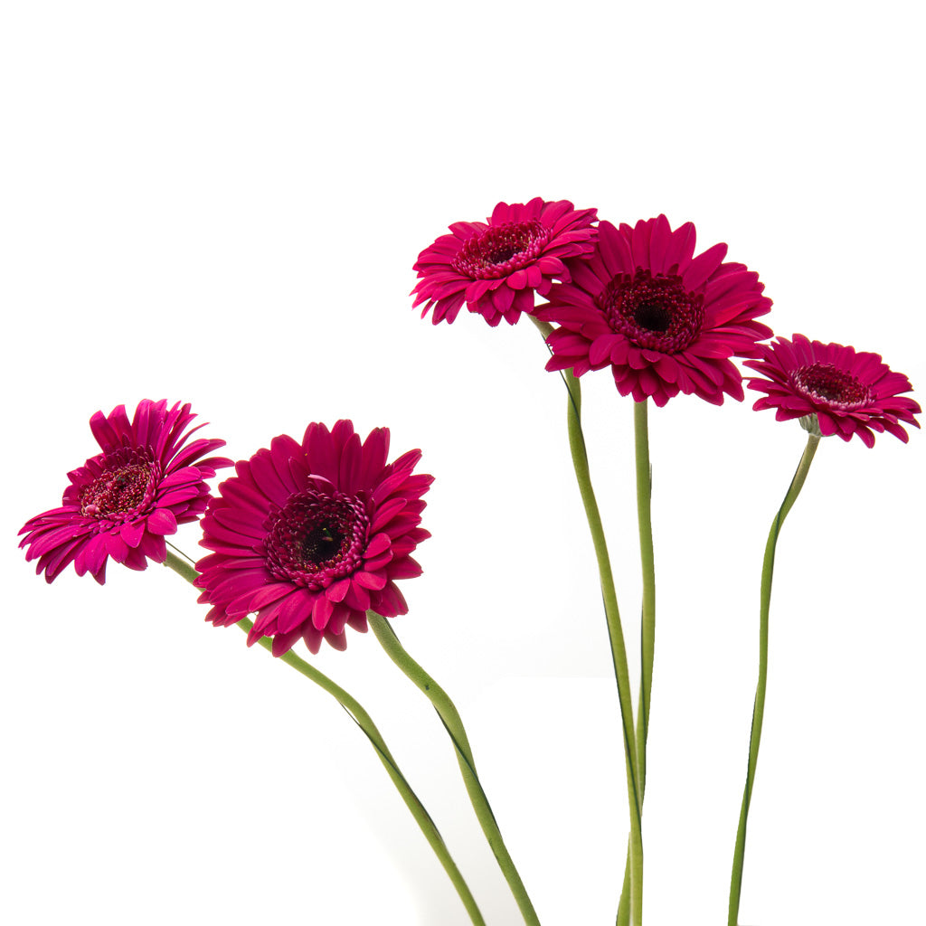 Germini fuschia(25 tiges)