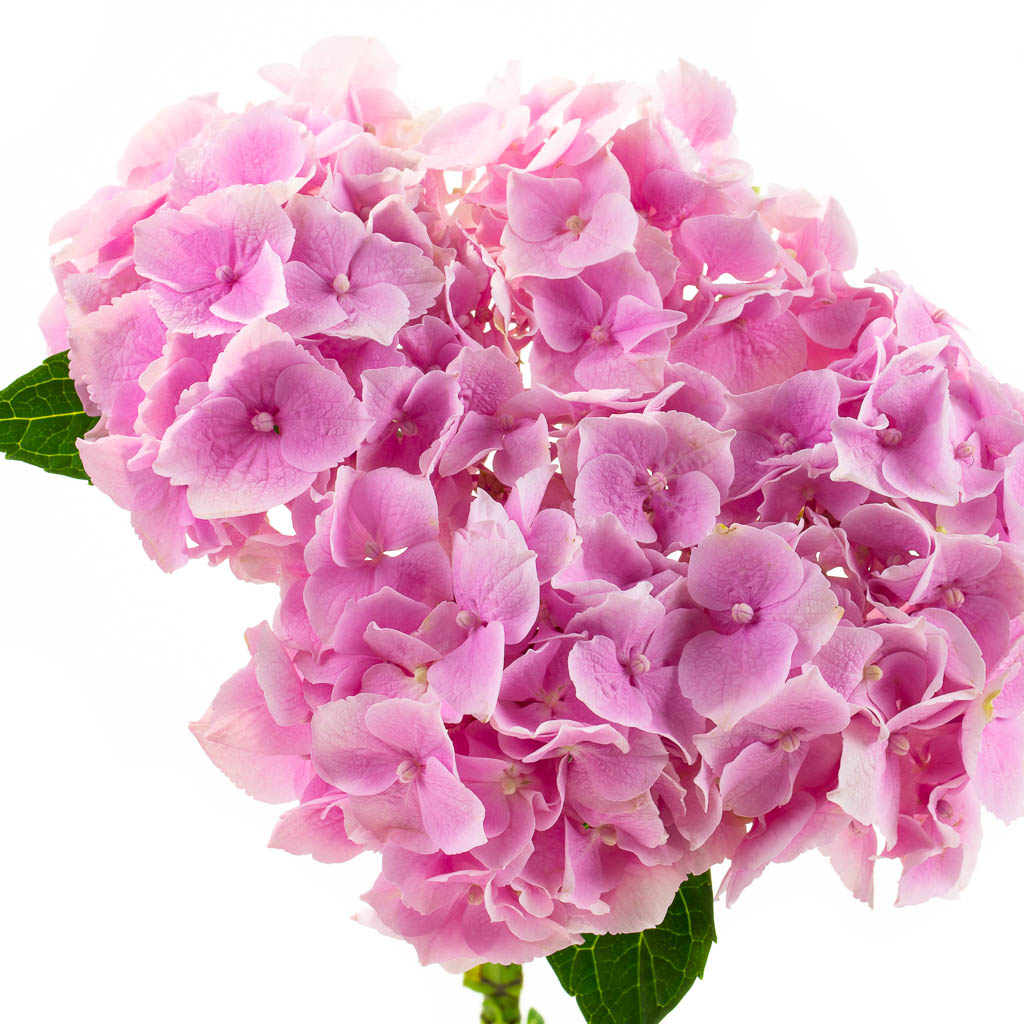 Hortensia rose (5 tiges)
