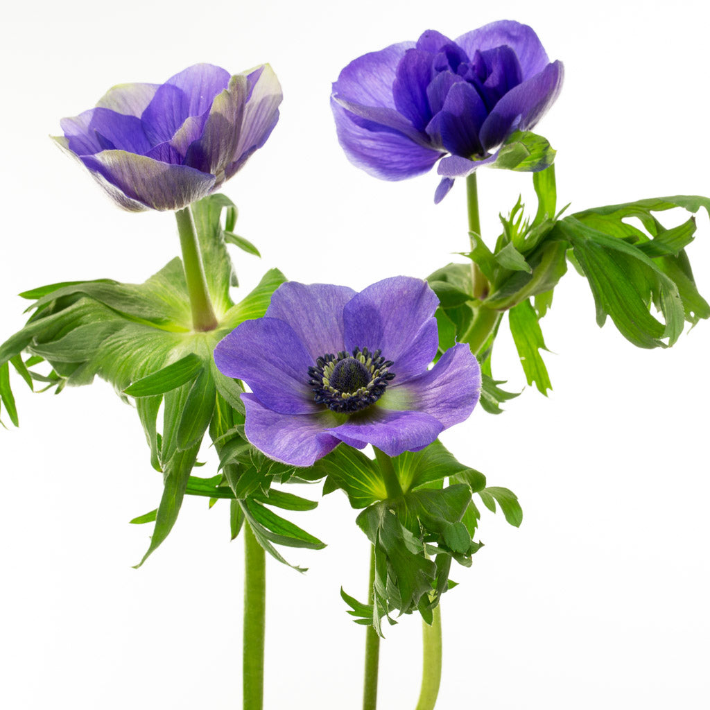 Anémone bleue (10 tiges)