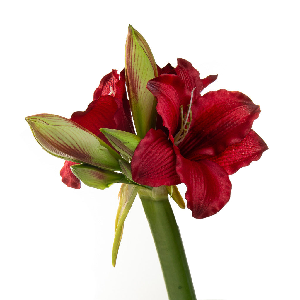 Amaryllis rouge (5 tiges)