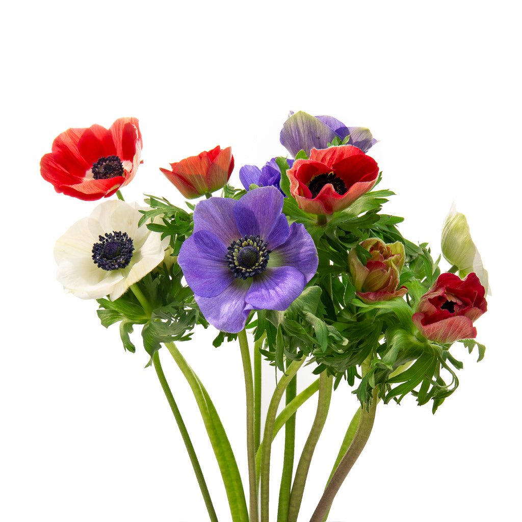 Anémone couleurs variées (10 tiges)