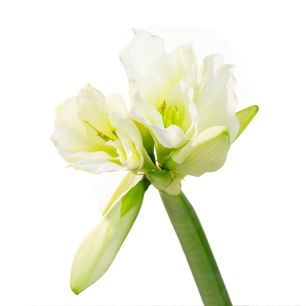 Amaryllis blanc (5 tiges)