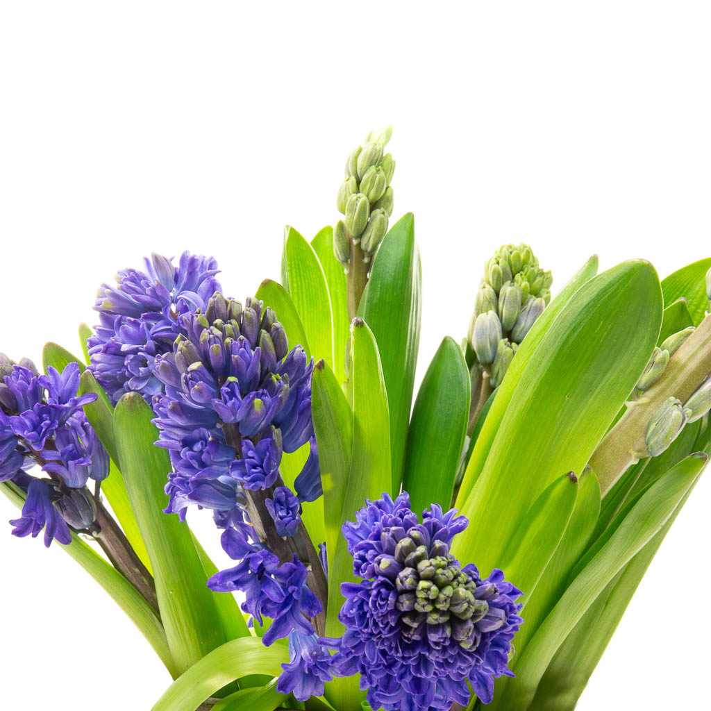 Jacinthe bleu (5 tiges)