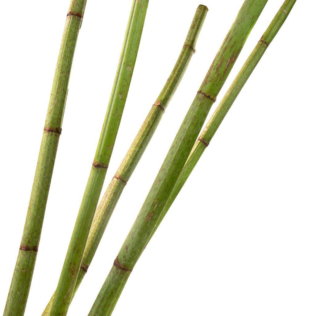 Polygonum (10 tiges)