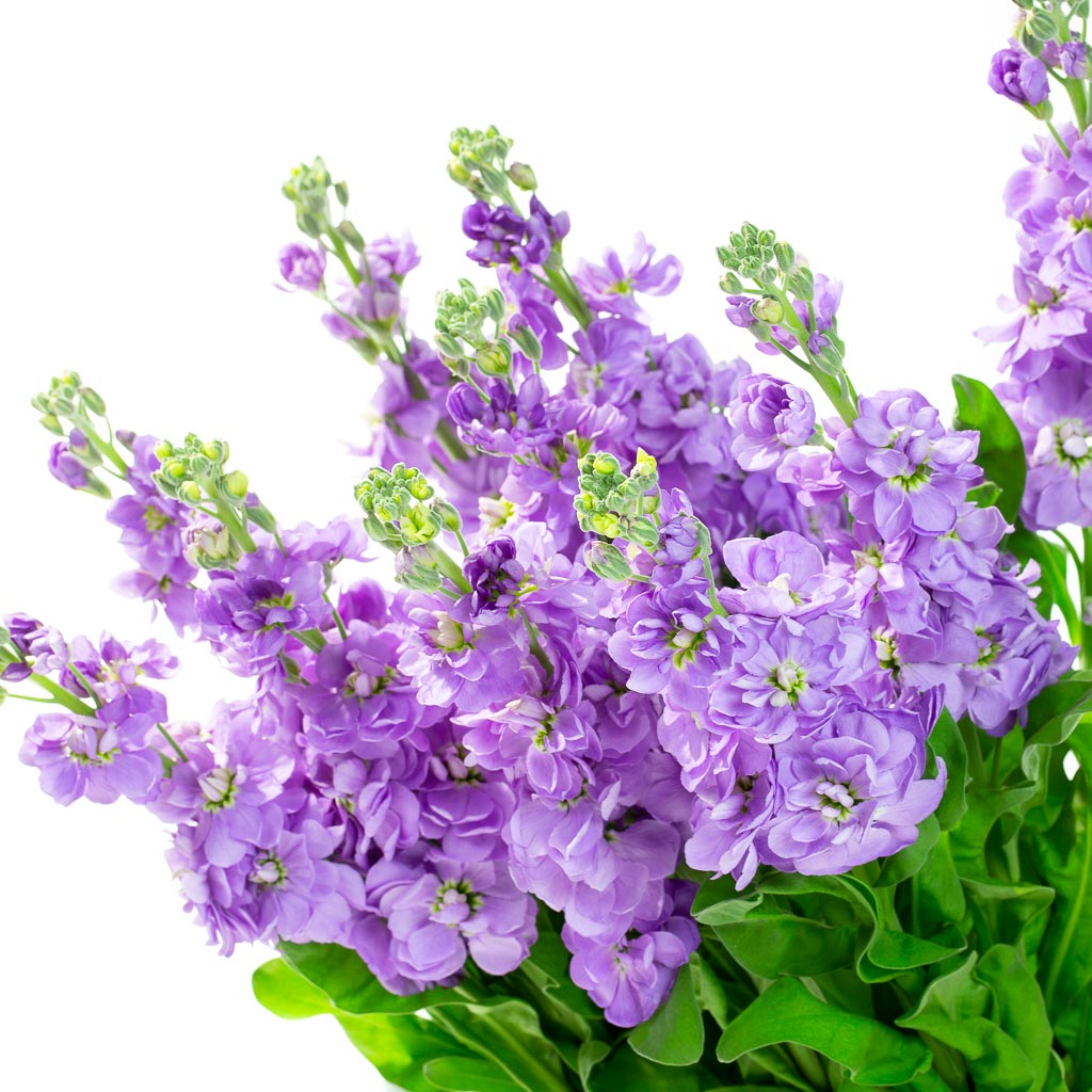 Giroflée violet (10 tiges)