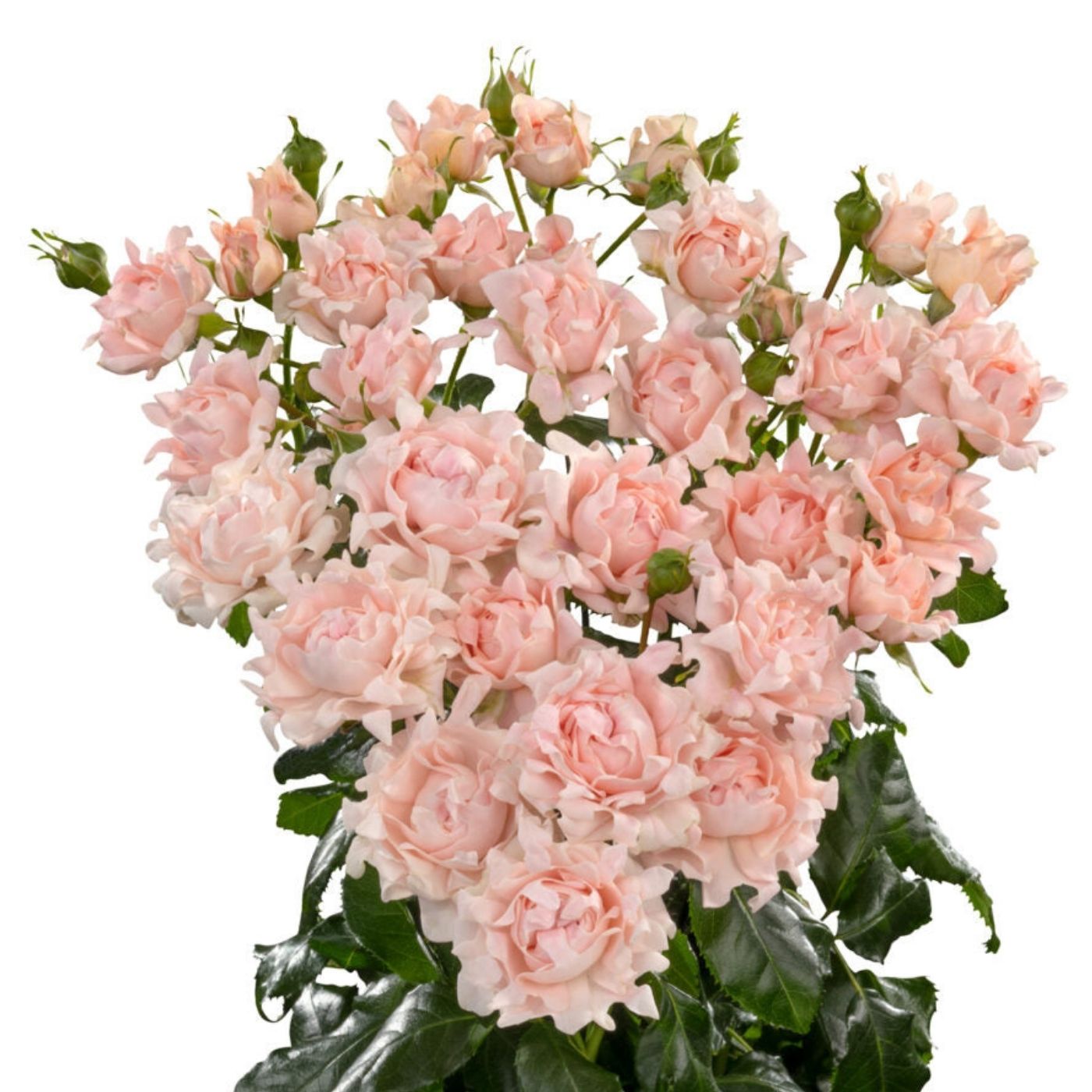 Roses branchues Sofine (10 tiges)