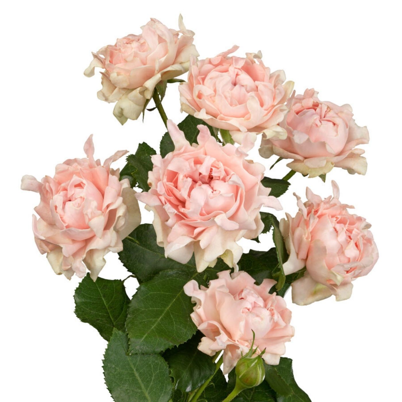 Roses branchues Sofine (10 tiges)