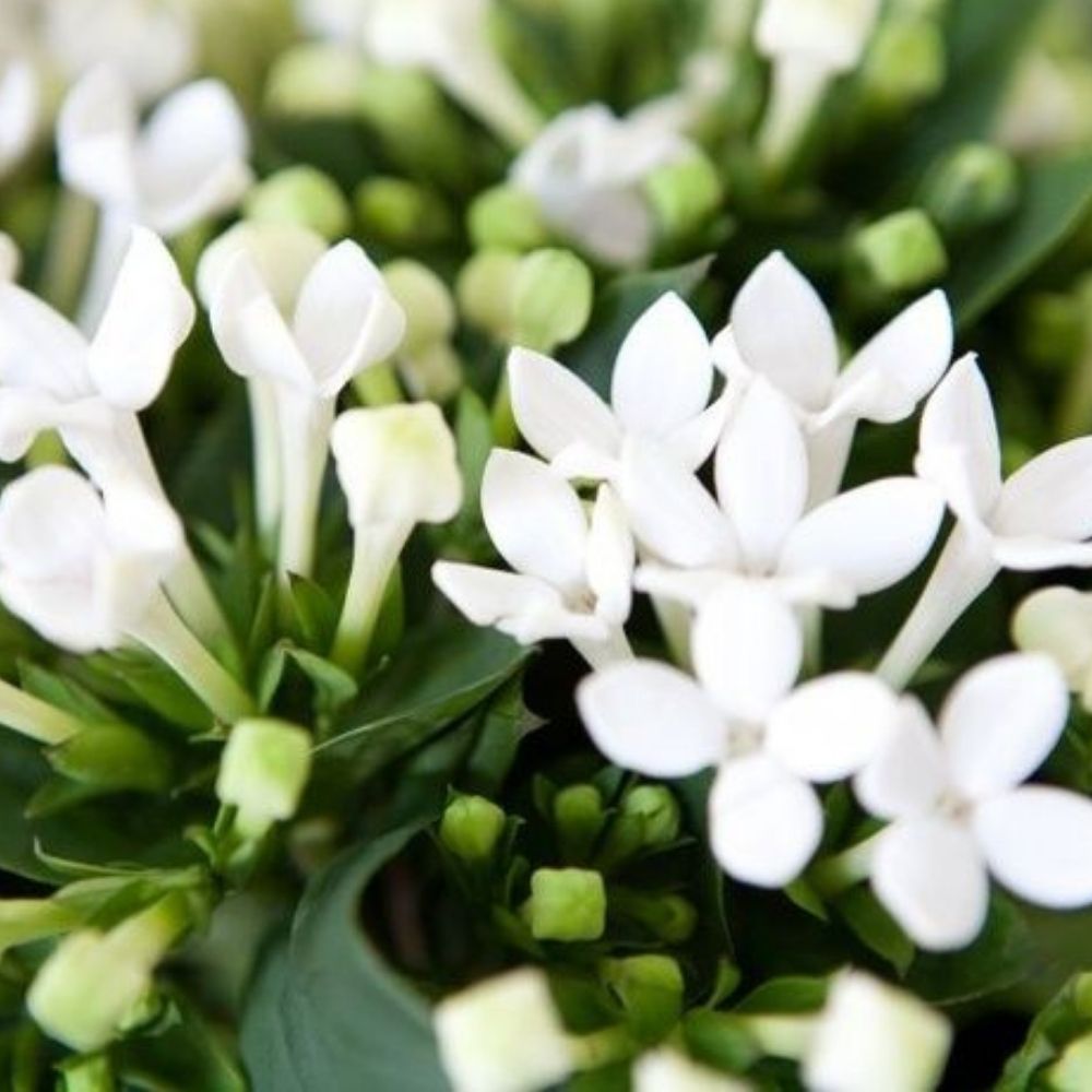 Bouvardia (10 tiges)