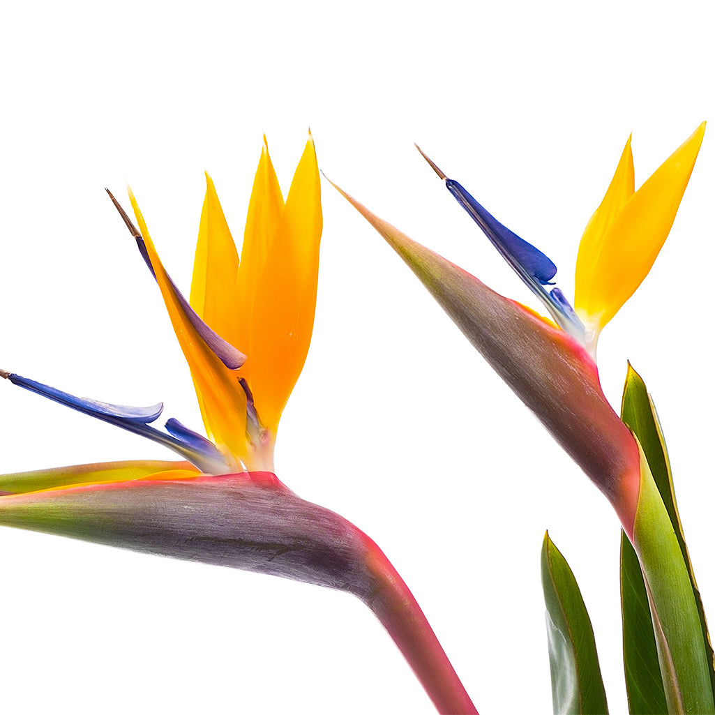 Strelitzia (10 tiges)