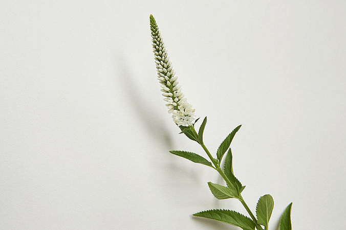 Véronique blanche (10 tiges)