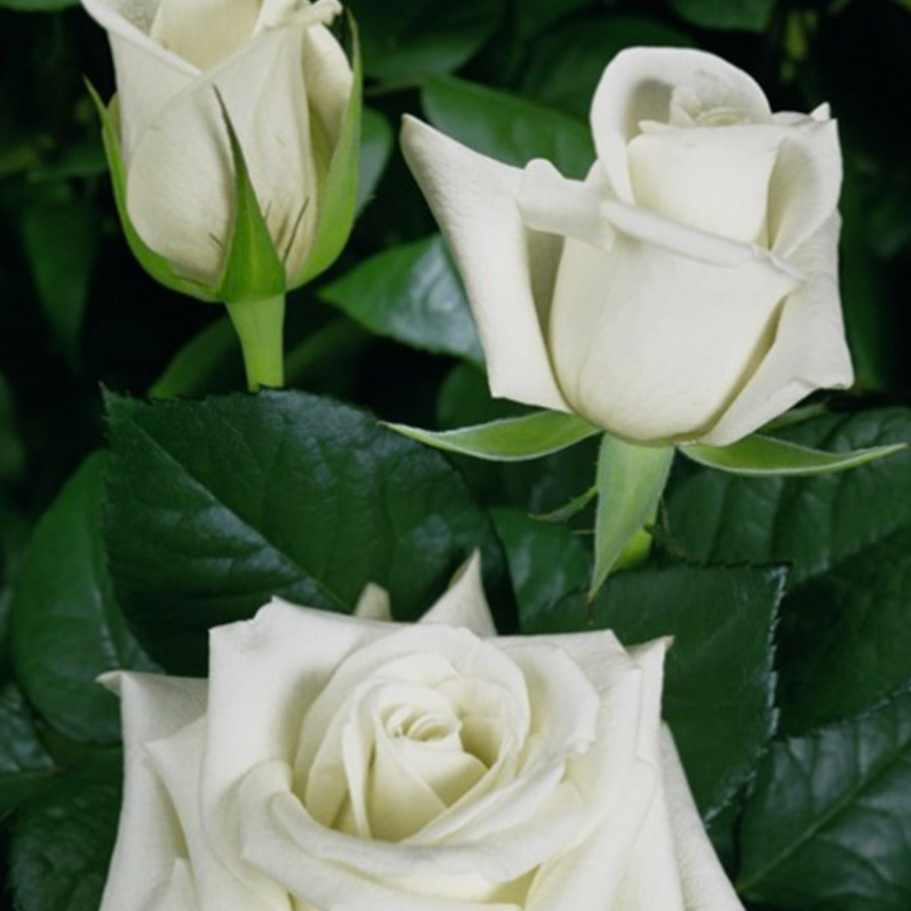 Rose blanche Akito